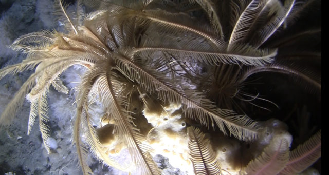 The submarine footage reveals colourful, alien landscapes on the seafloor of Antarctica (Greenpeace/PA)