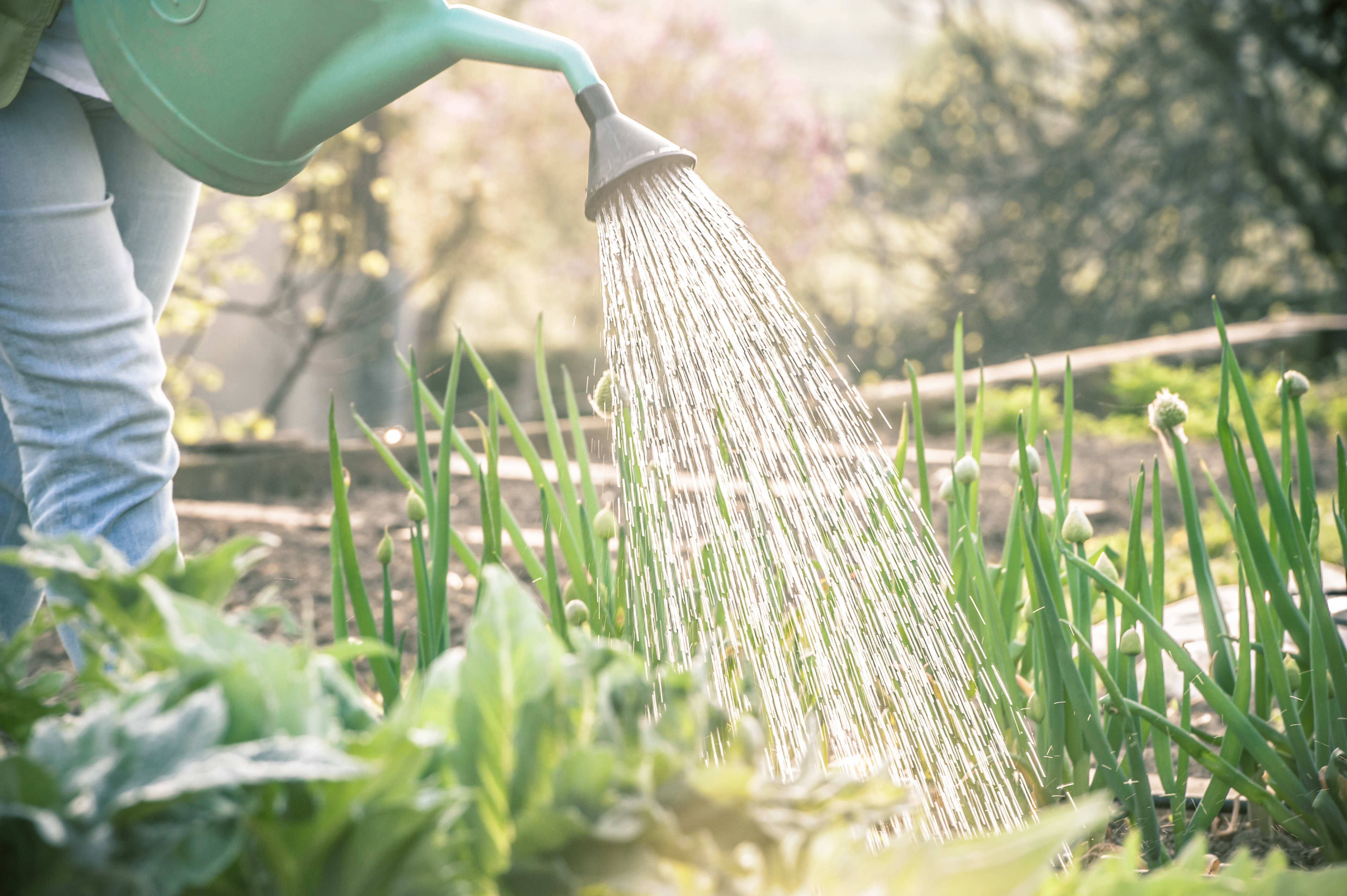 Watering at sunset to reduce evaporation (Thinkstock/PA)