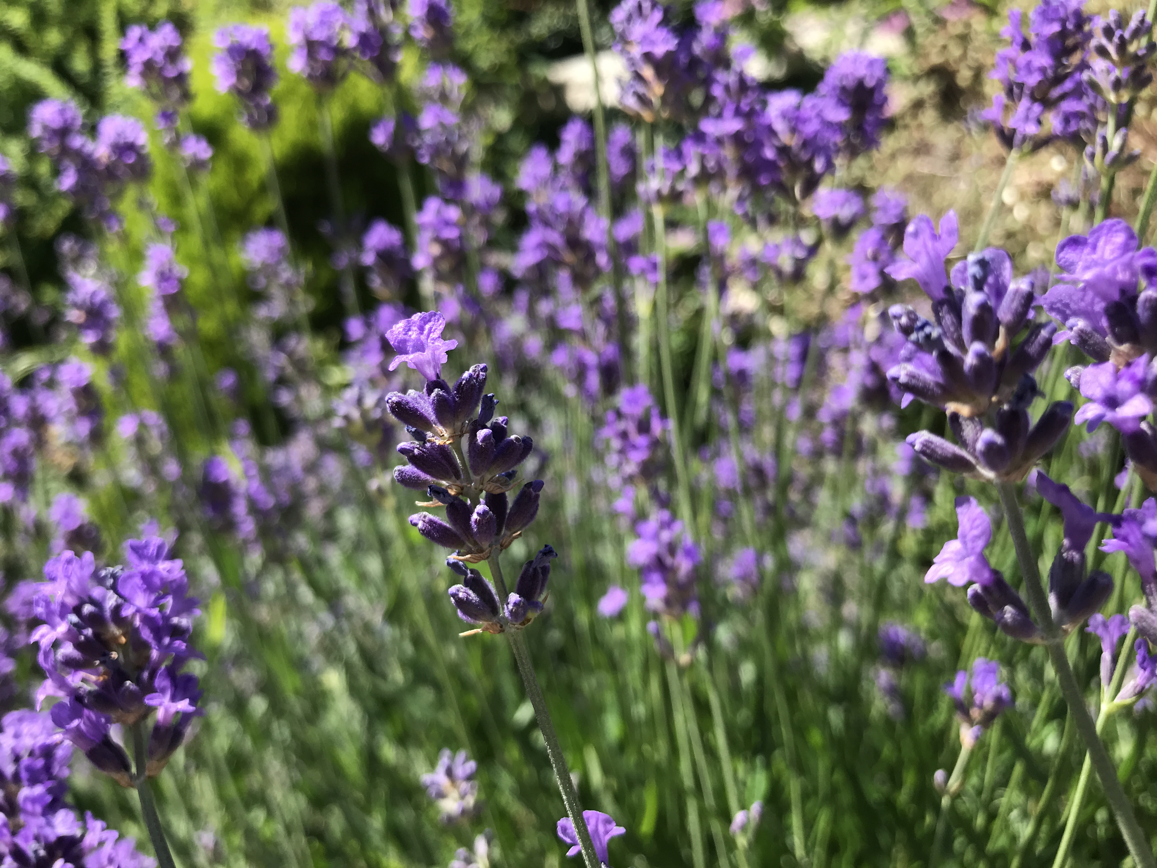 Lavender (Hannah Stephenson/PA)