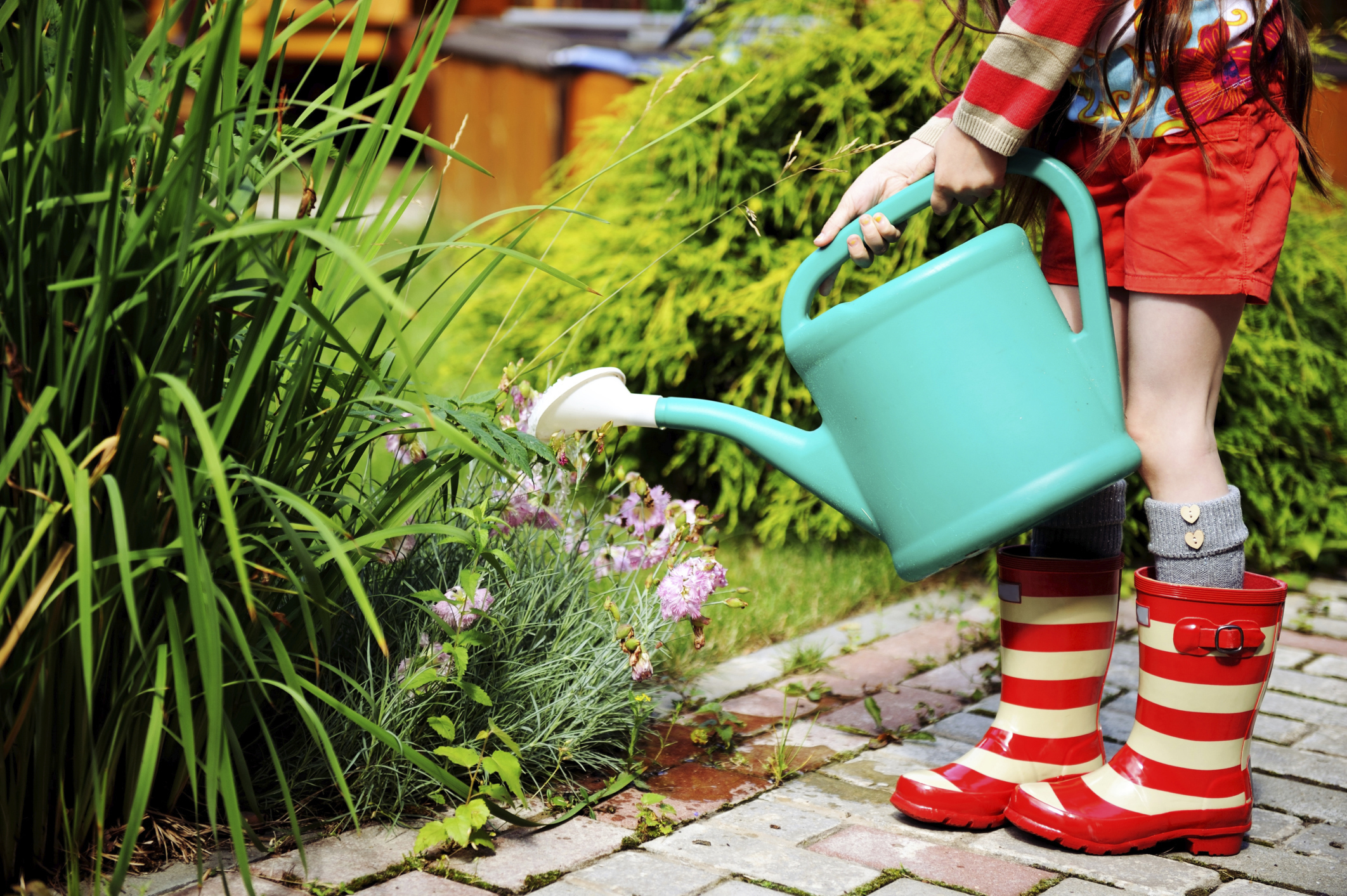 Watering plants at their roots, not above them (Thinkstock/PA)