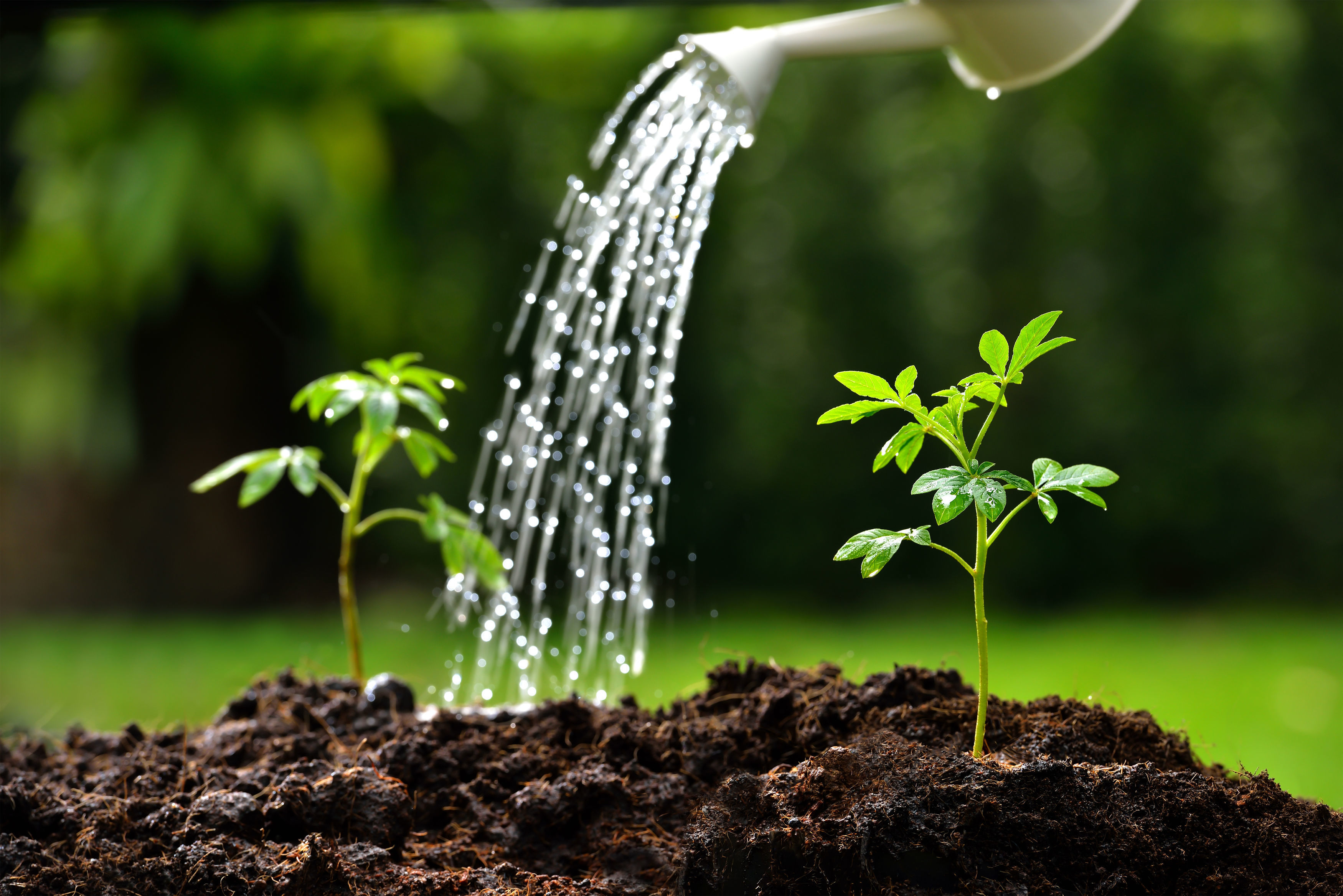 Watering newly-planted specimens (Thinkstock/PA)