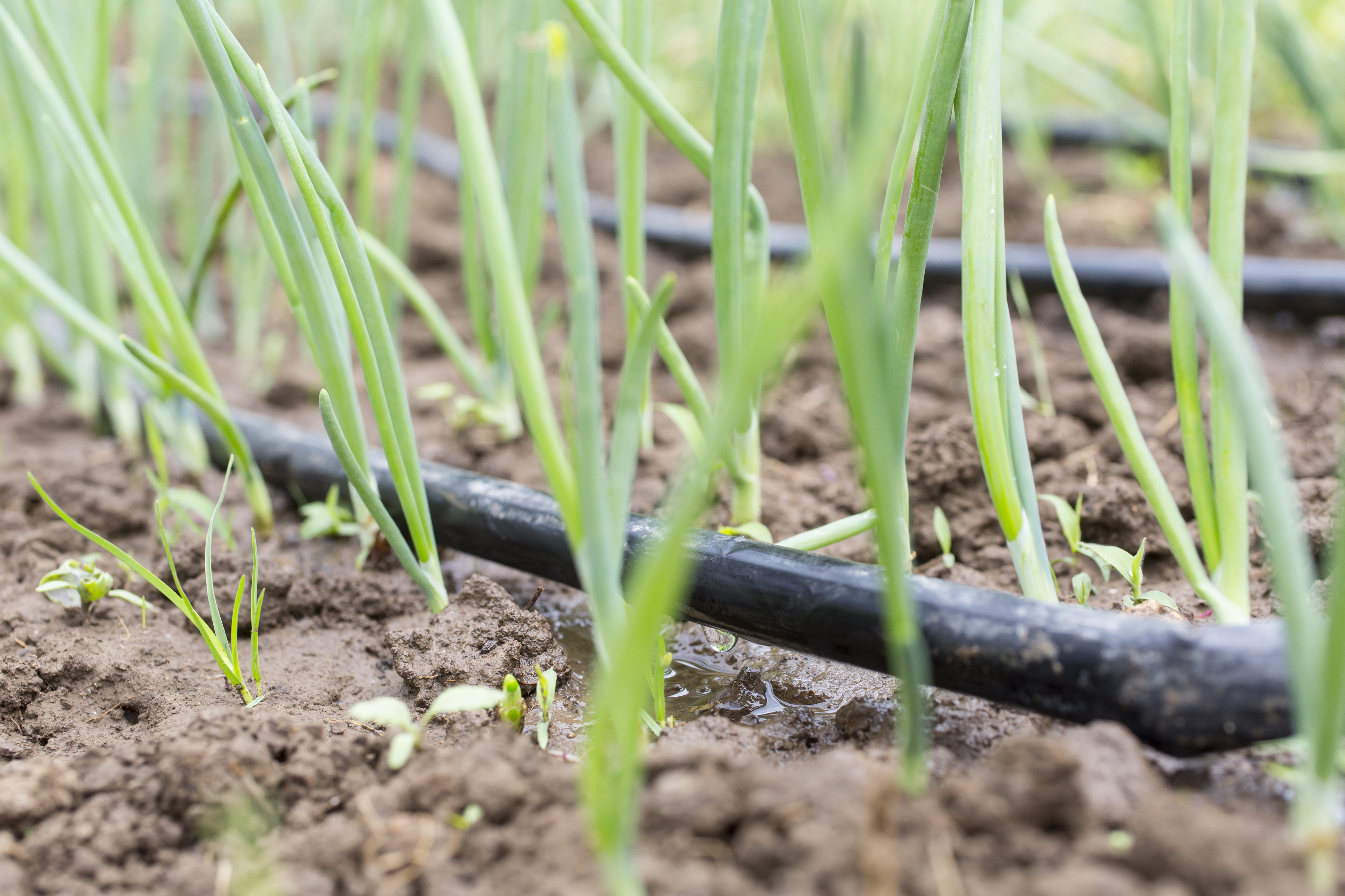 Drip irrigation (Thinkstock/PA)