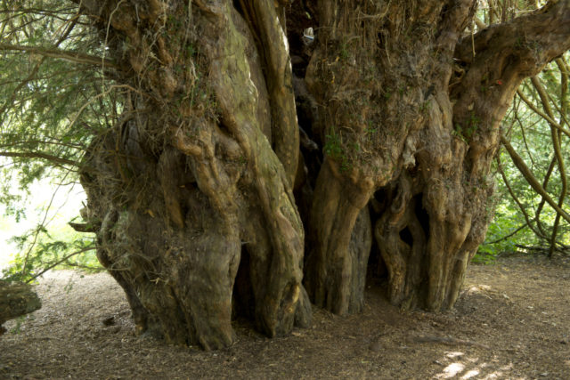 The Ankerwycke yew is the National Trust's oldest tree at 2,500 years old (John Millar/National Trust/PA)