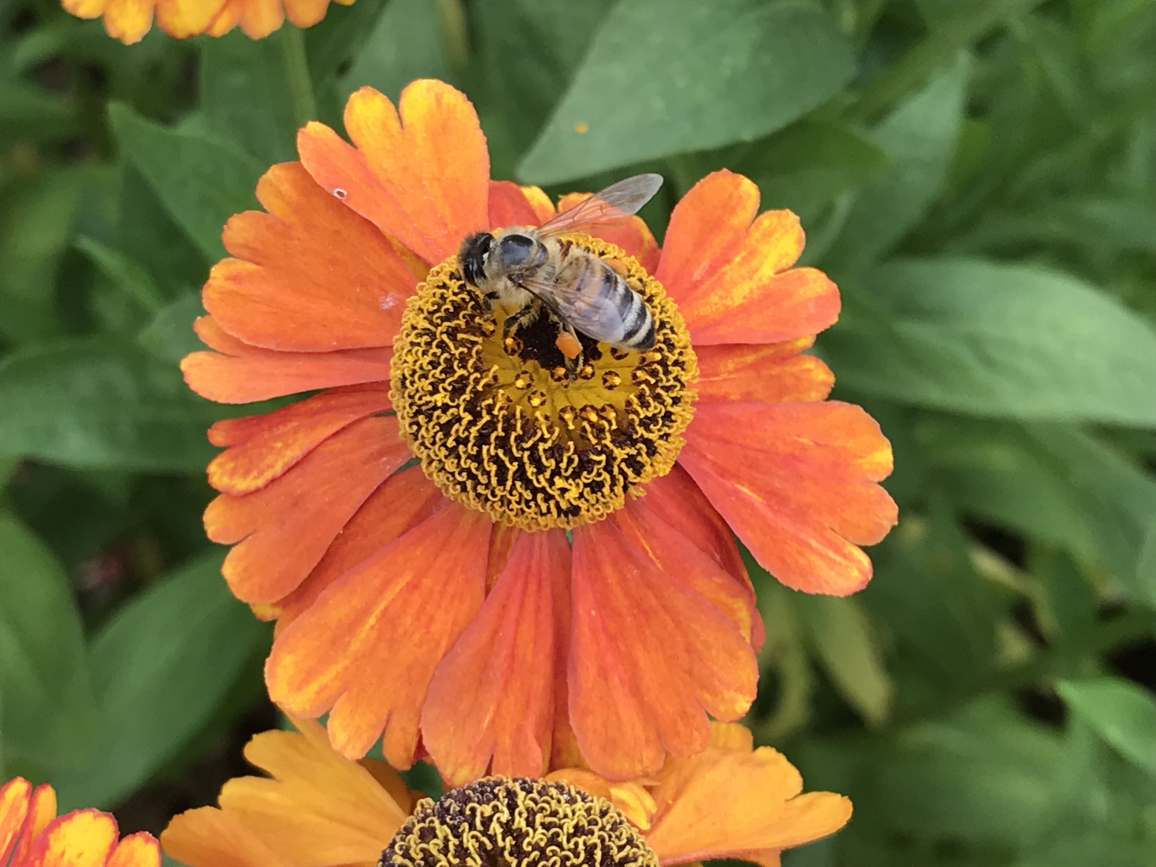 Helenium 'Moerheim Beauty' (Hannah Stephenson/PA)