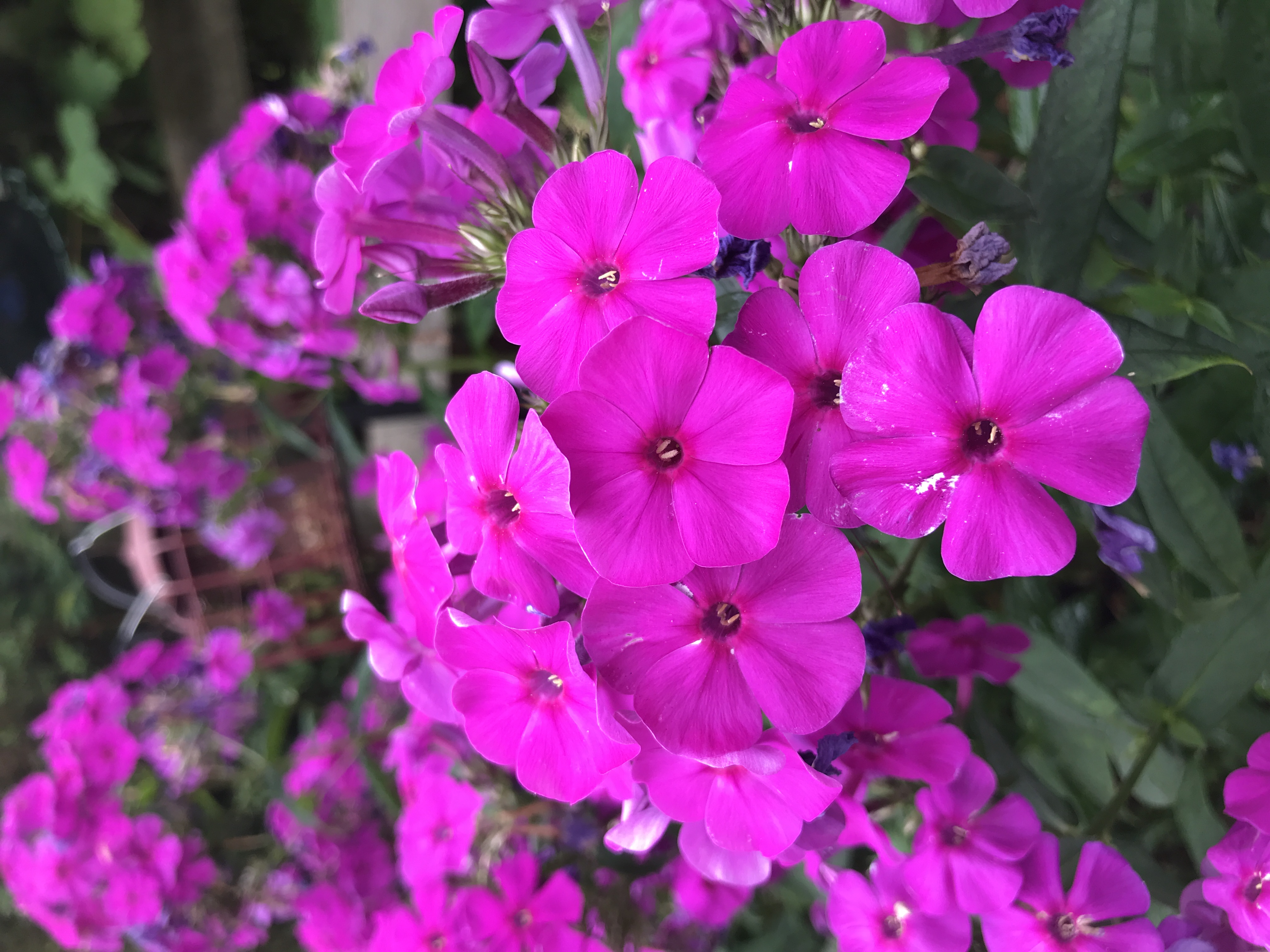 Phlox paniculata (Hannah Stephenson/PA)