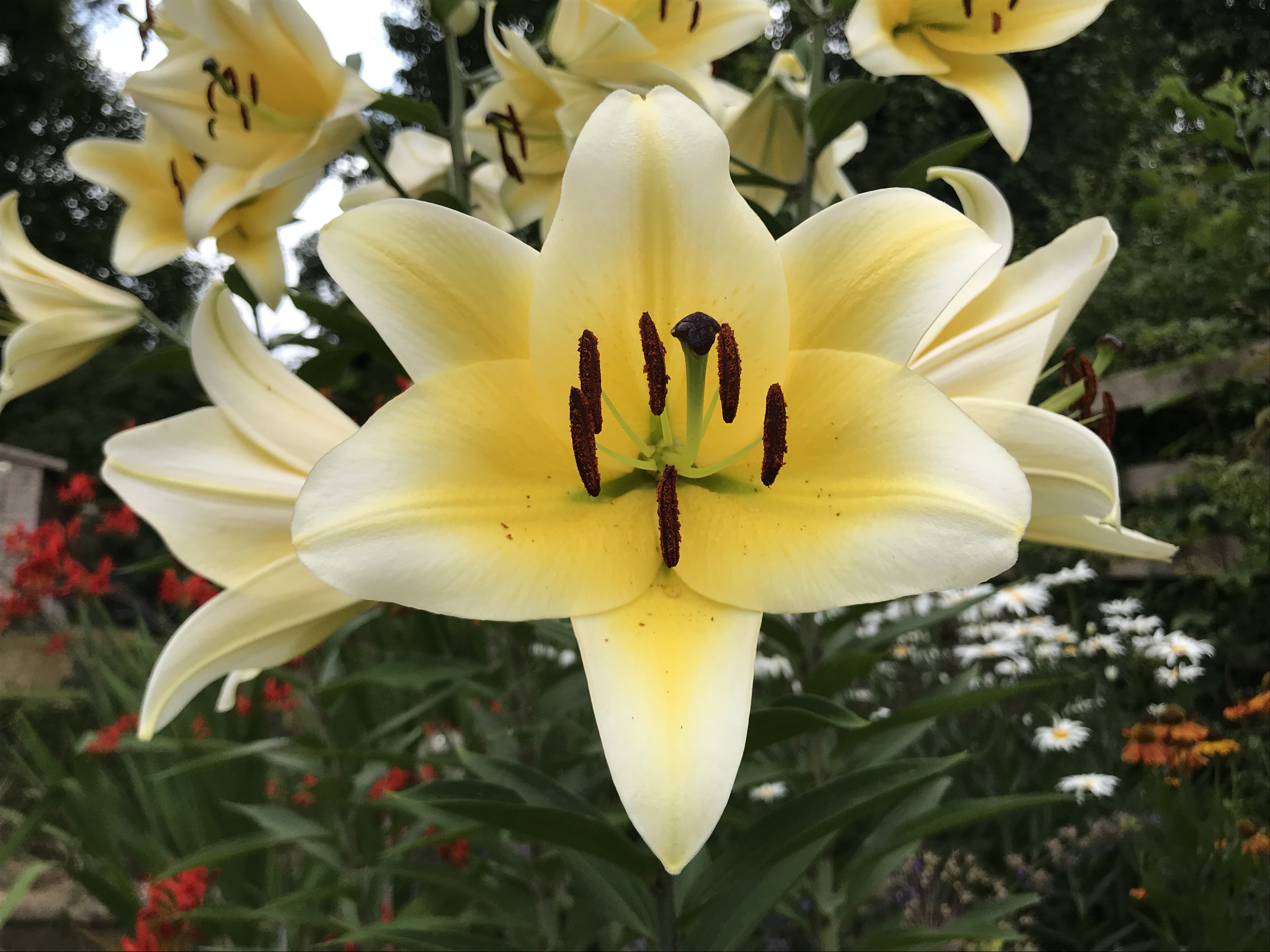 Giant oriental lily (Hannah Stephenson/PA)