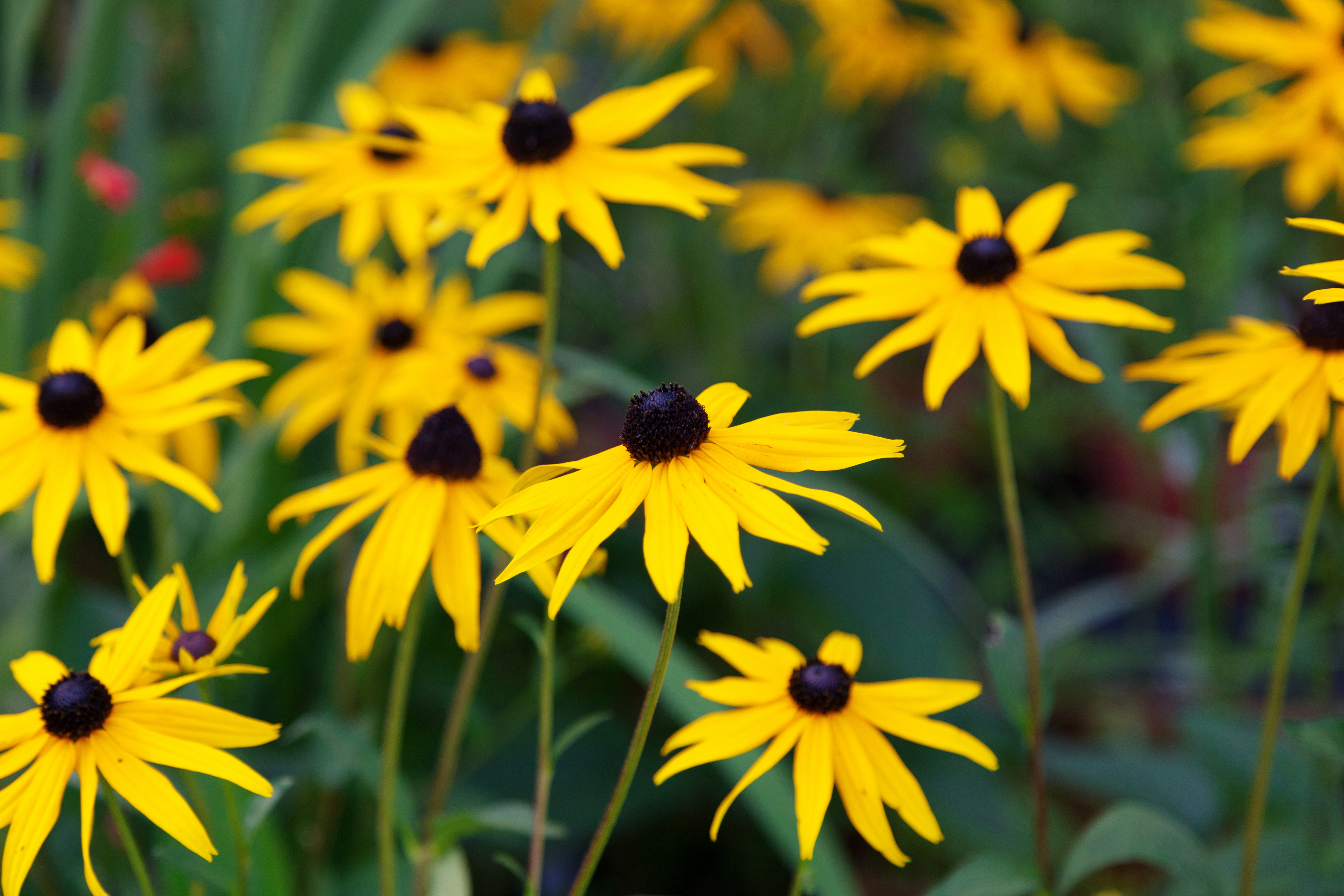 Rudbeckia 'Goldsturm' (Thinkstock/PA)