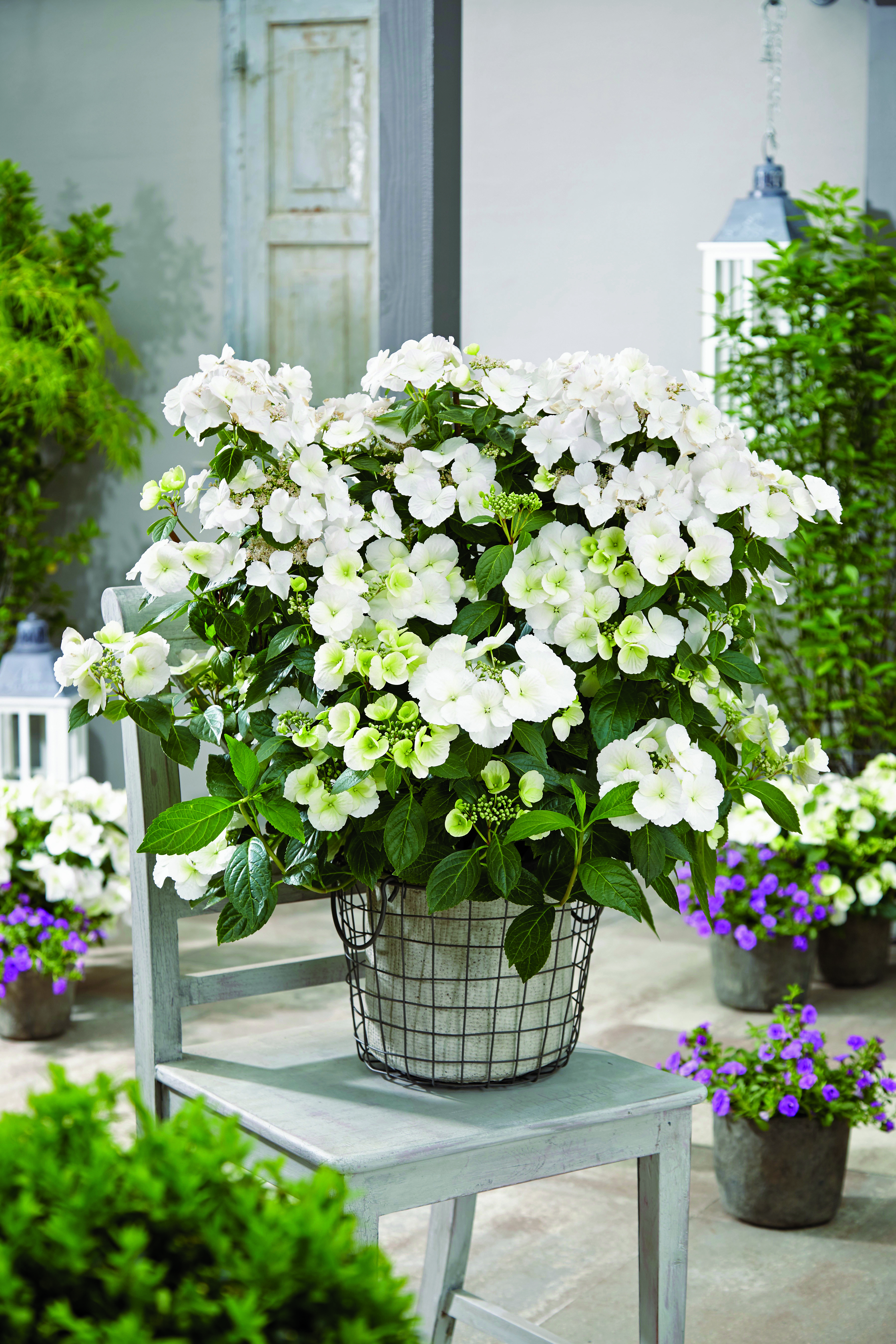 Hydrangea Runaway Bride (Thompson & Morgan/PA)