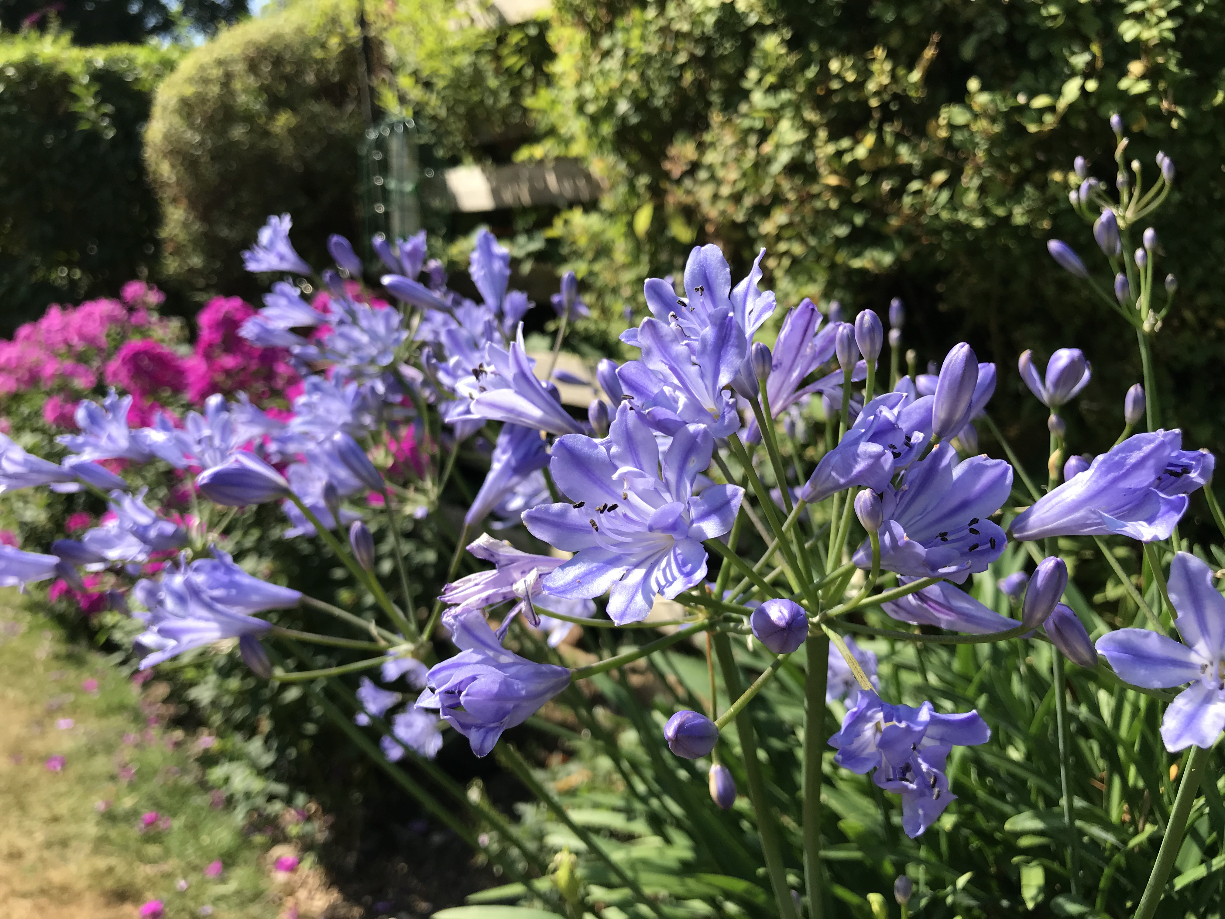 Agapanthus (Hannah Stephenson/PA)