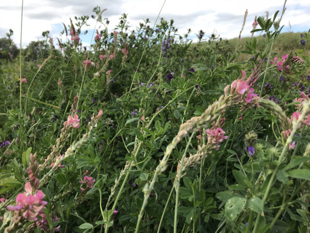 Farms such as Papley Grove, Cambridgeshire, are managed to support wildlife and habitats (Nature Friendly Farming Network/PA)