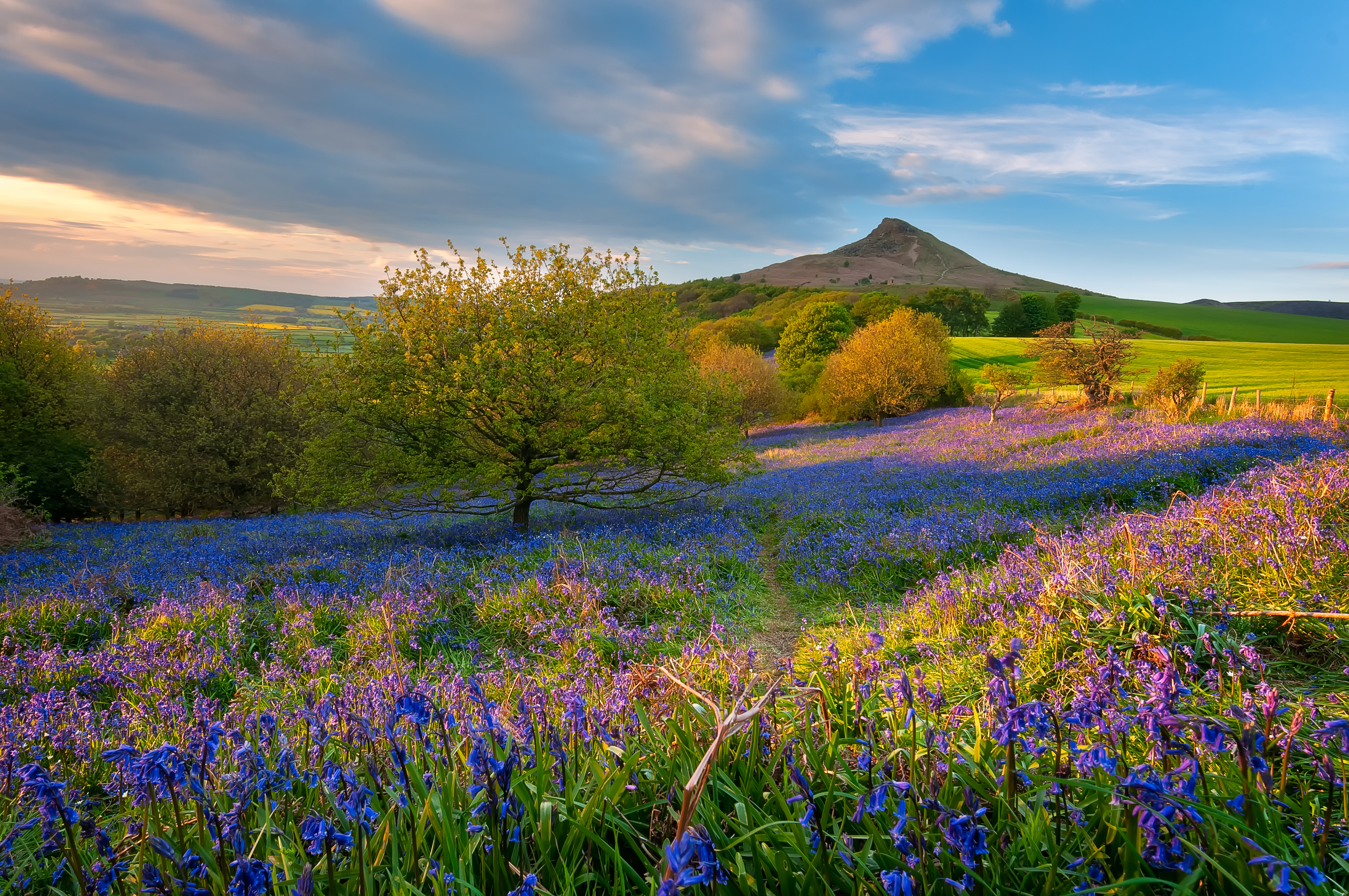 Bluebells in North York Moors National Park, North Yorkshire, UK