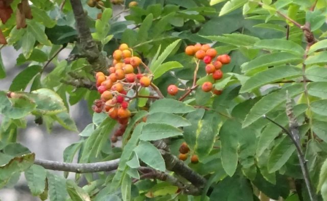 The Woodland Trust has received half a dozen reports of rowan berries ripening (Woodland Trust/PA)