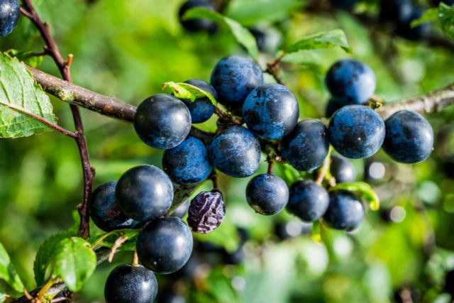 The first reports of sloes ripening have also been received (Ben Lee/Woodland Trust/PA)