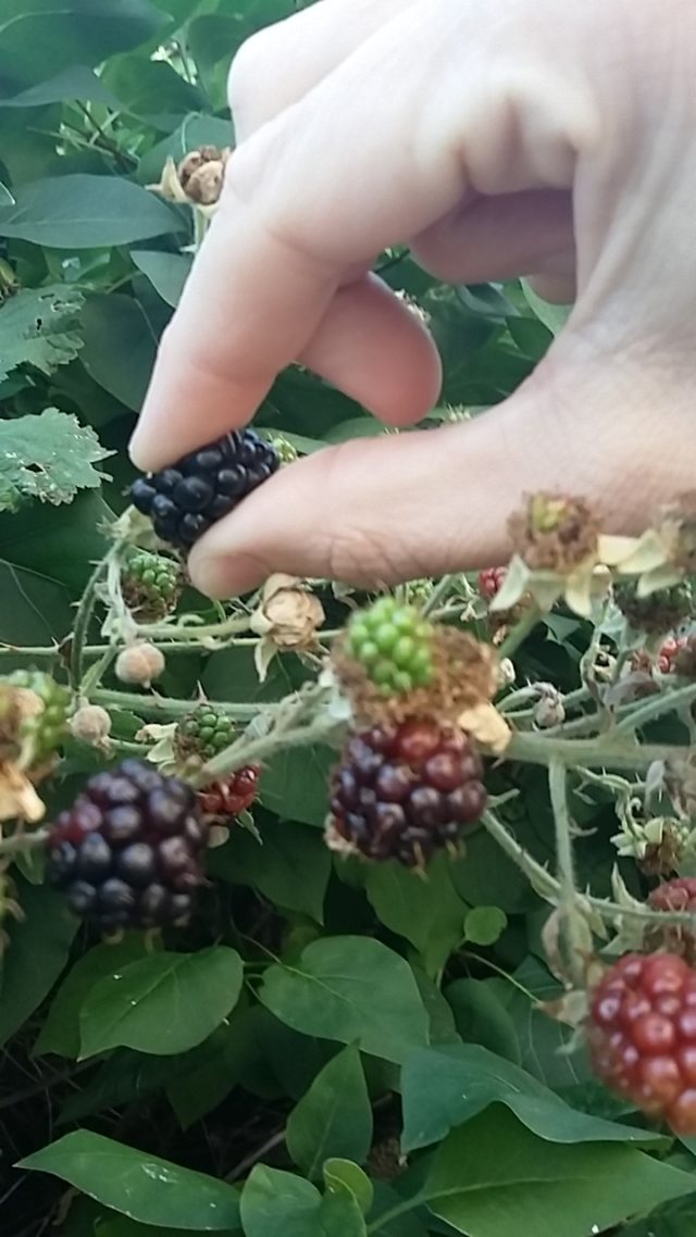 Blackberries are already ripening in places such as the Vale of Glamorgan, Wales (Woodland Trust/PA)