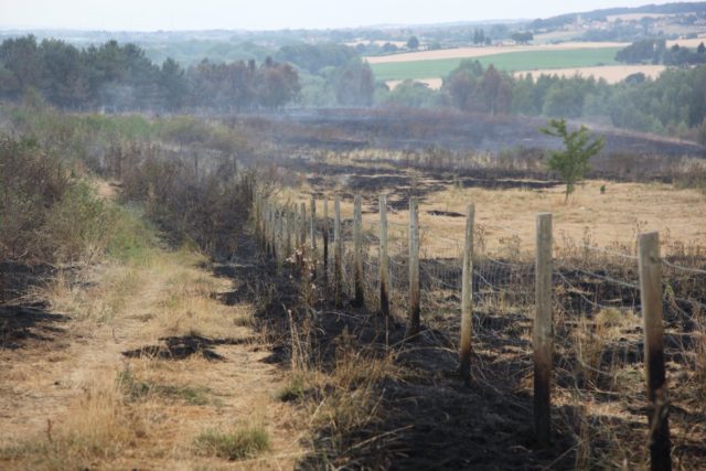 Fire damage at Cadeby Woods, Stainforth, Doncaster