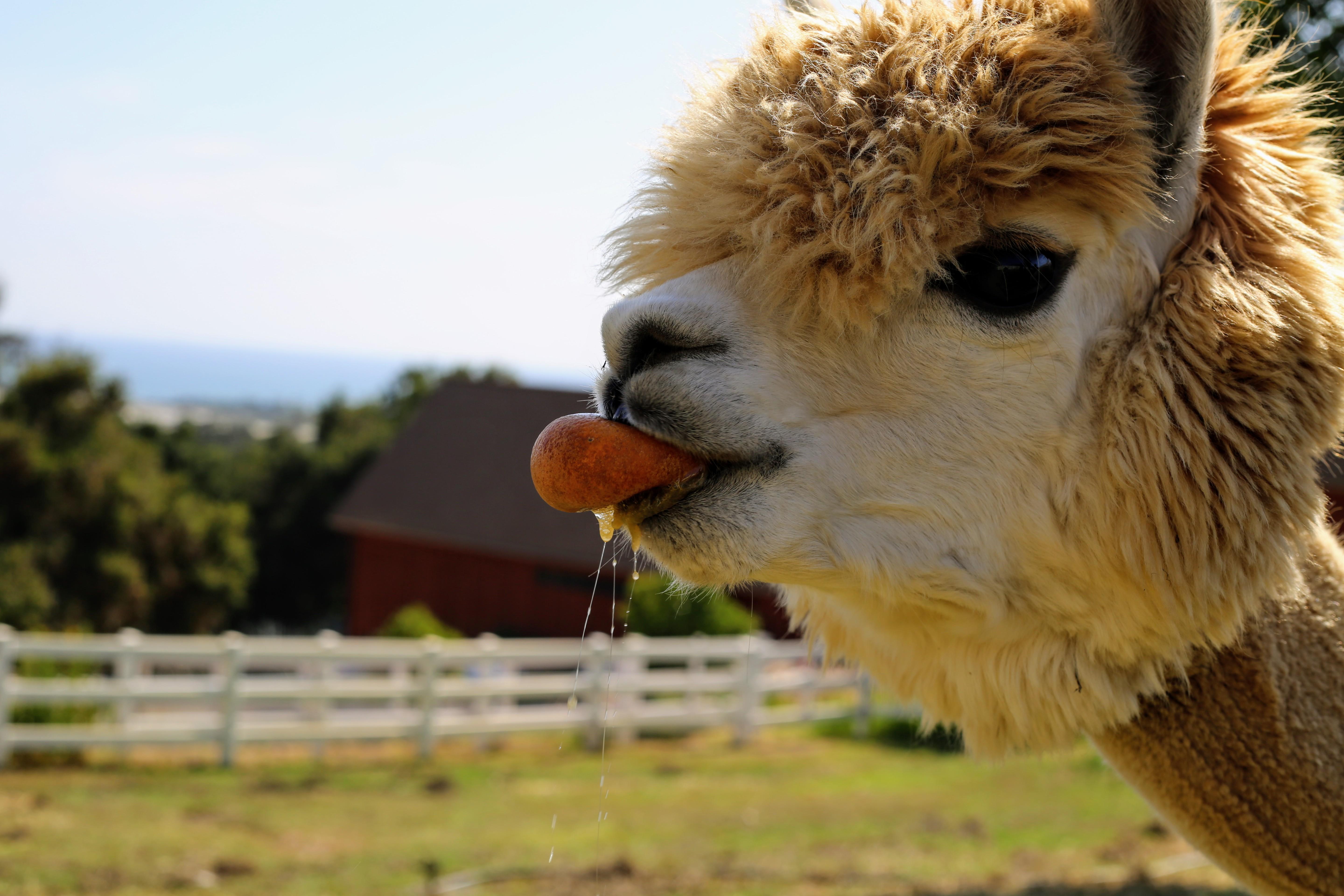 This smiling alpaca eating an orange looks blissfully ...