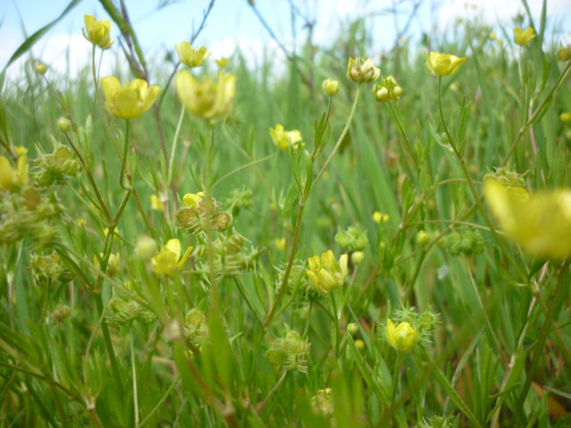 Corn buttercups are among the rare flowers being helped by the 'colour in the margins' project (Somerset Wildlife Trust/PA)