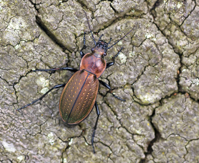 The necklace ground beetle is one of three beetle species the scheme aims to help (Matt Berry/PA)