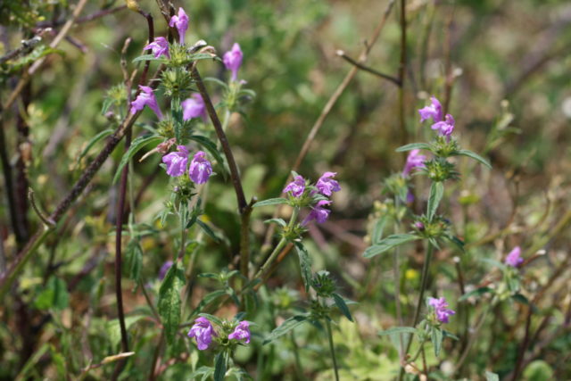 Red hemp-nettle is now only found at a dozen places in England (Cath Shellswell/PA)