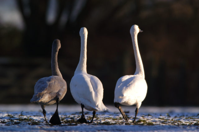 Bewick's swans overwinter in the UK and migrate to the Russian Arctic to breed (Richard Taylor-Jones/WWT/PA)