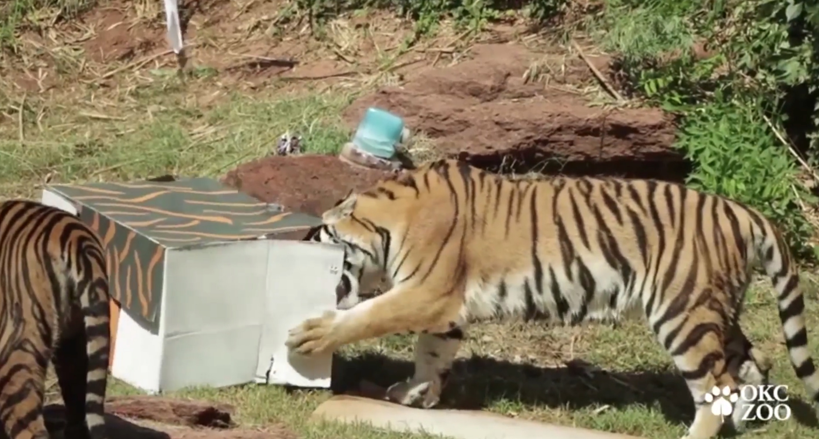 A tiger at Oklahoma City Zoo and Botanical Garden