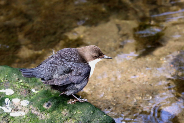 The project will restore habitats for wildlife from otters to dippers (Derek Hatton/National Trust/PA)