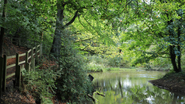 Non-native species along the Bollin will be tackled as part of the project (Derek Hatton/National Trust/PA)