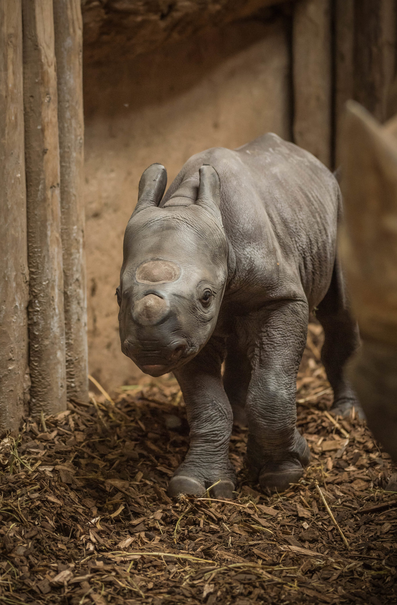 Сколько носорогов родилось в 2002 году. Носорог. Новорожденные носороги. Маленький носорог. Новорожденный детёныш носорога.