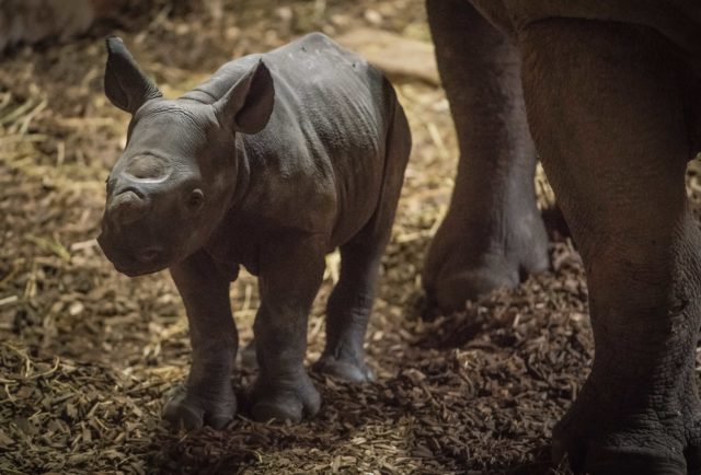 The Eastern black rhino calf is one of 11 that has been born at Chester Zoo in the last 20 years (Chester Zoo/PA)