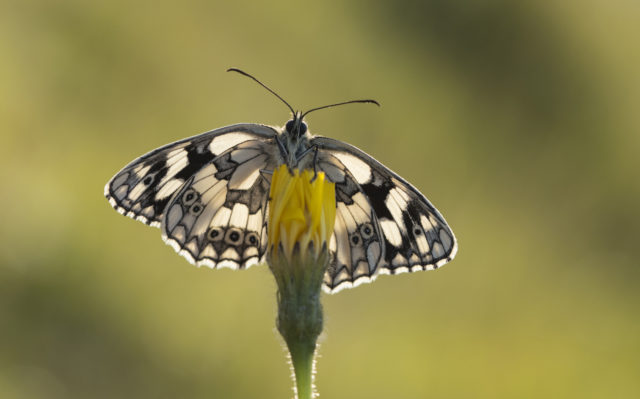 Climate change is thought to have helped boost numbers and range of the marbled white (Bob Eade/Butterfly Conservation/PA)