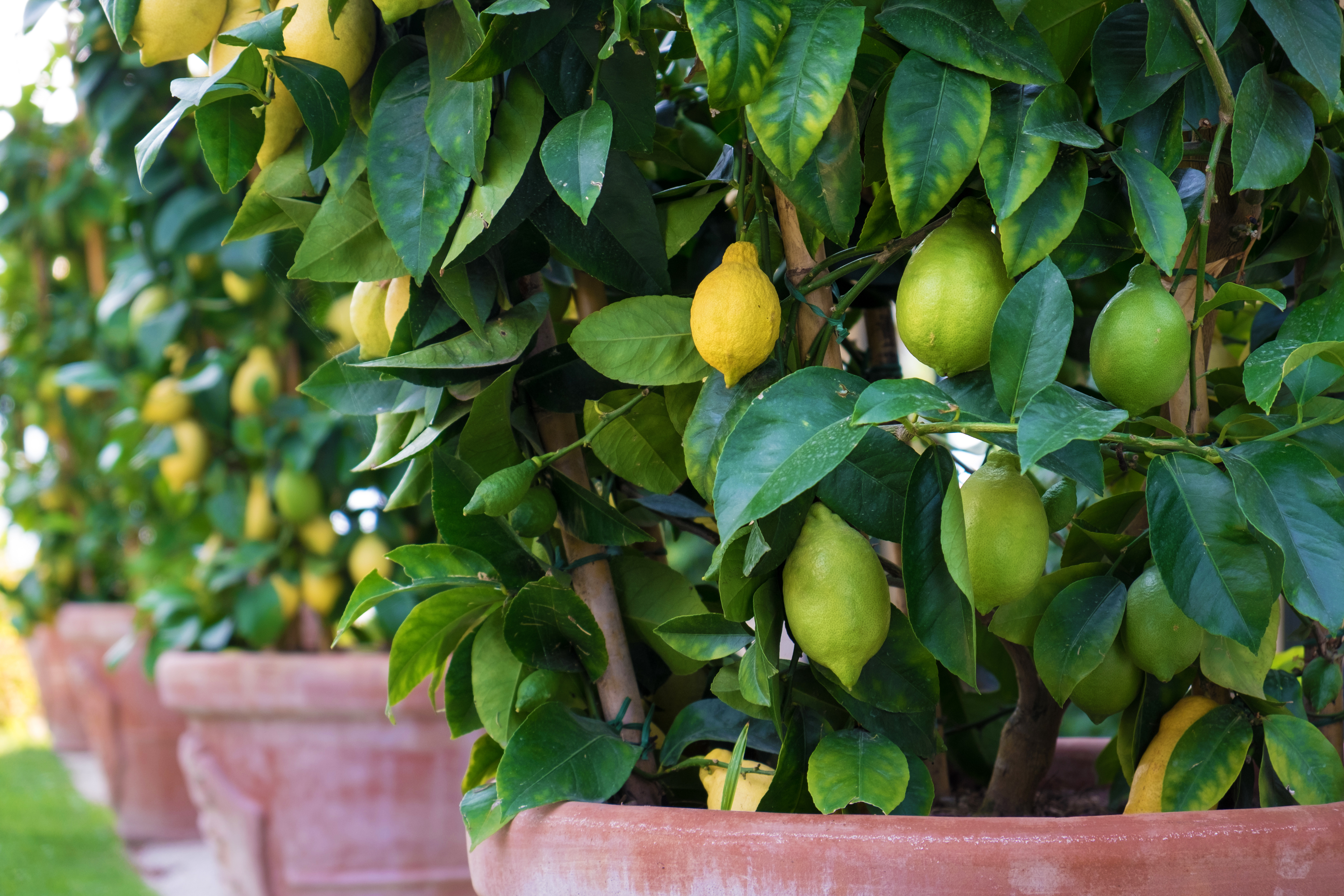 Citrus plant (Thinkstock/PA)