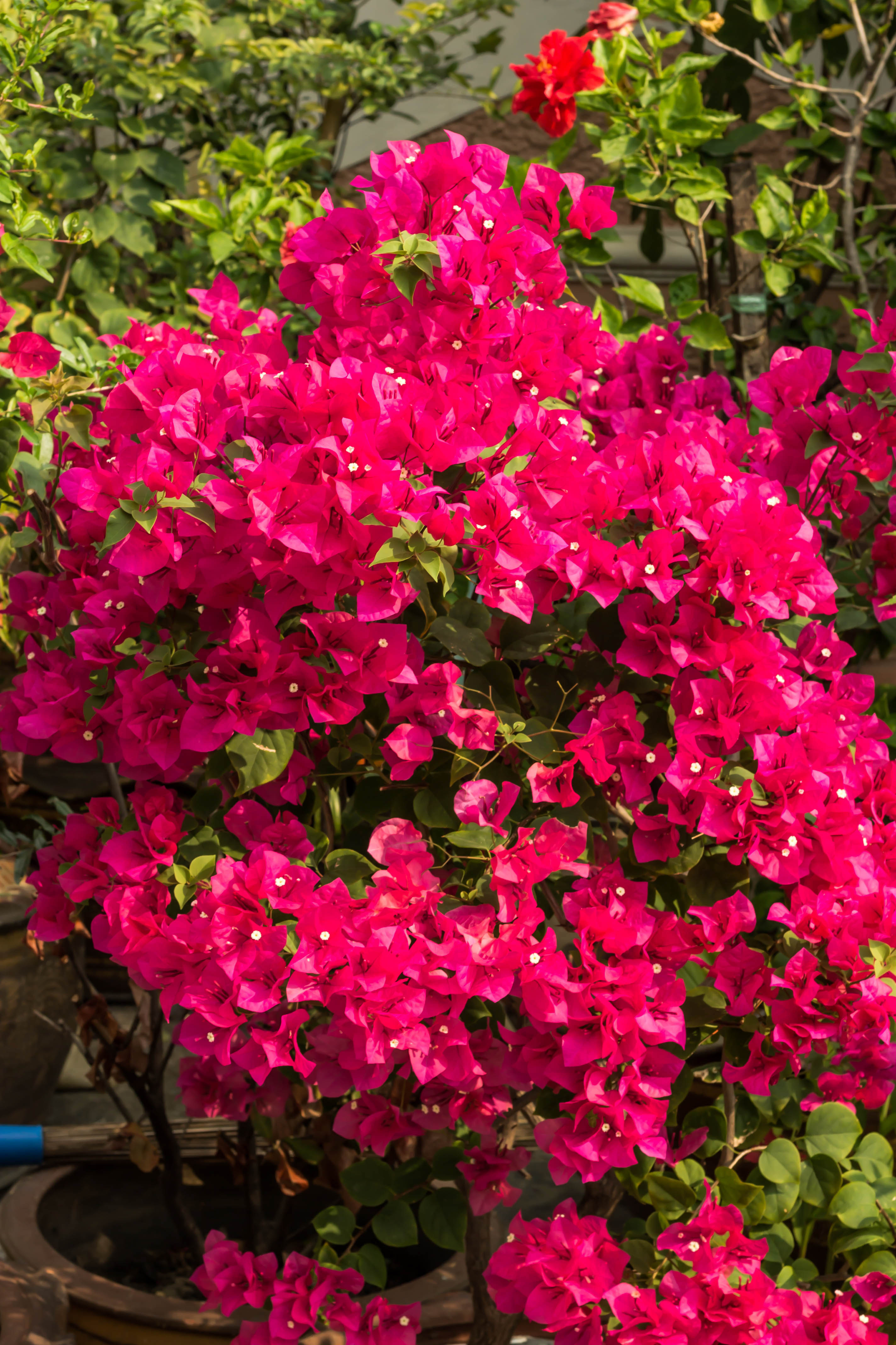 Bougainvillea (Thinkstock/PA)