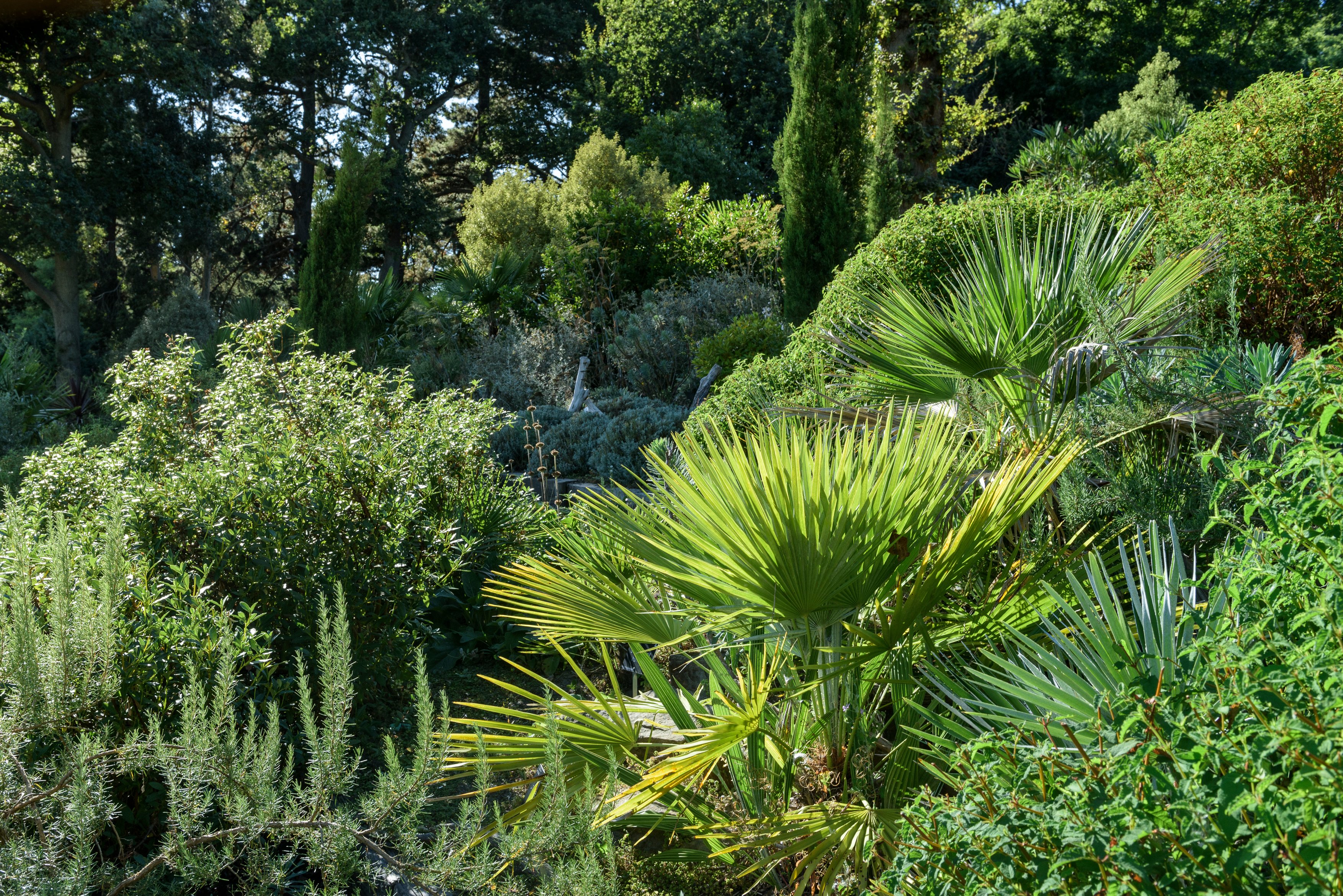 Palms (Georgi Mabee/RHS/PA)