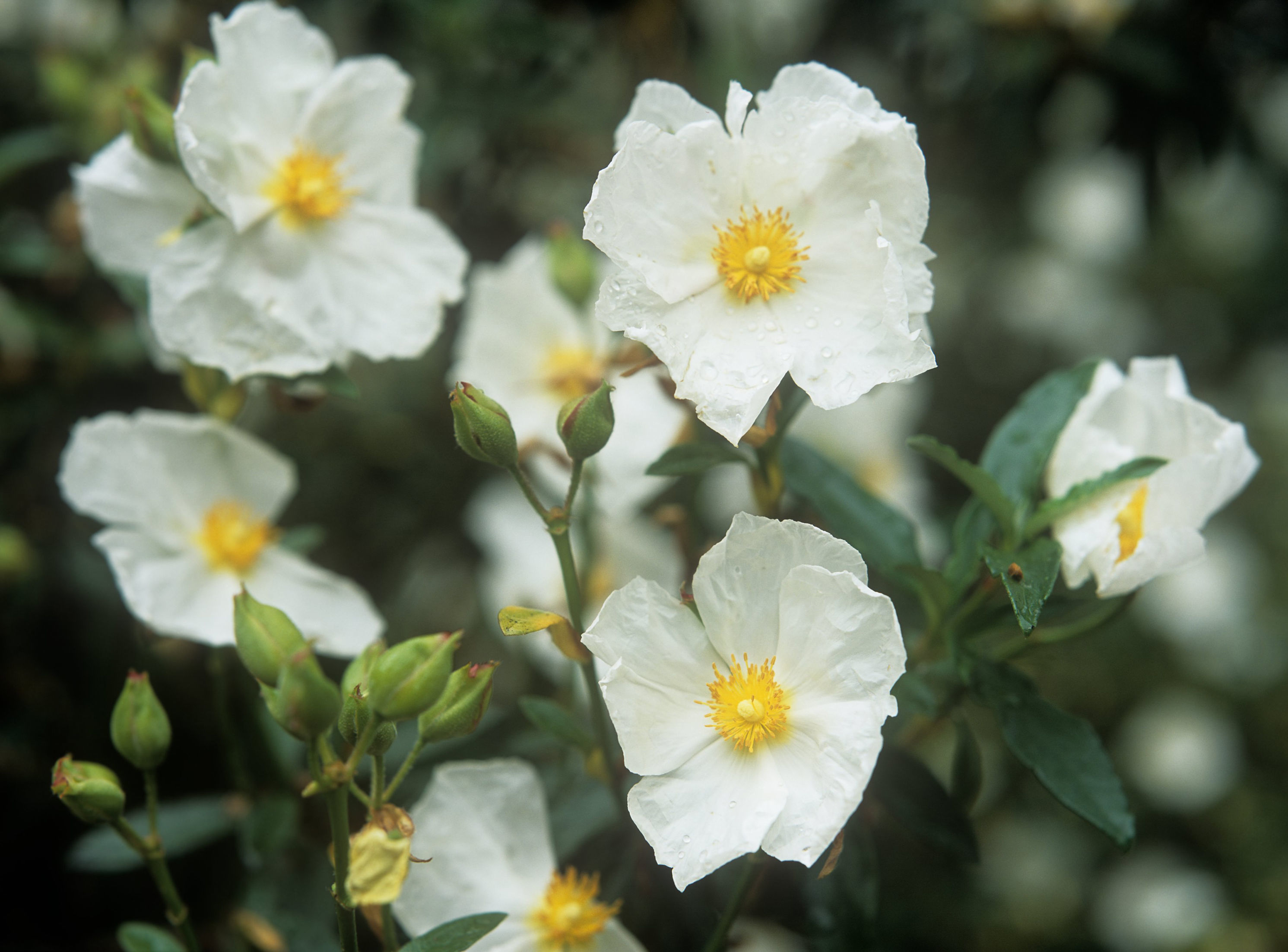 Rock roses (Tim Sandall/RHS/PA)