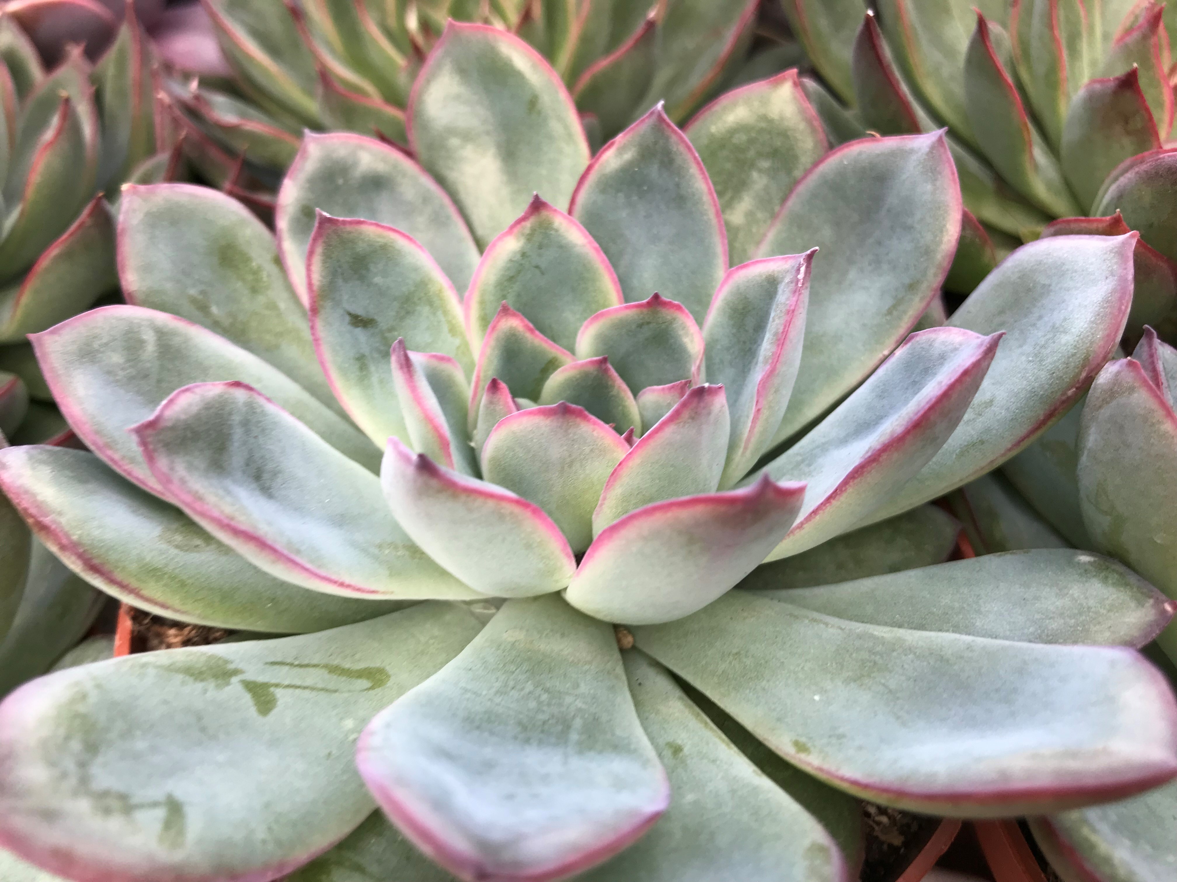 Sempervivums (Hannah Stephenson/PA)