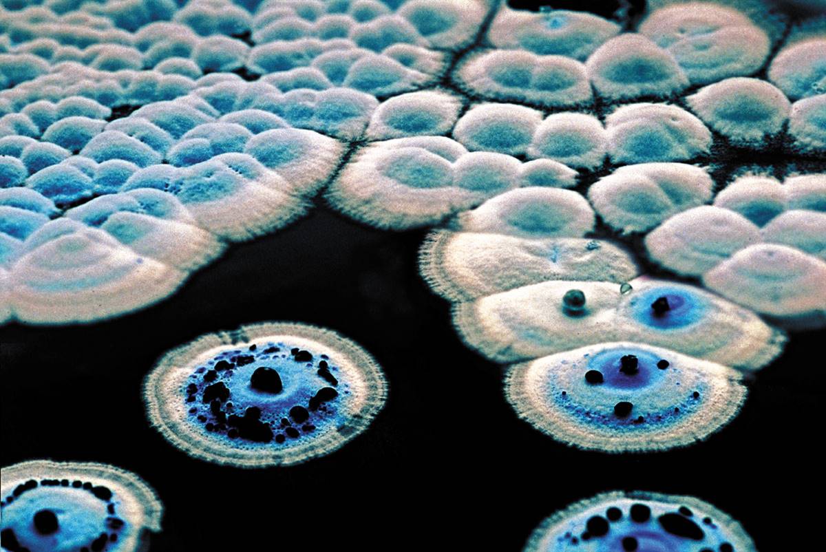 Colonies of Streptomyces coelicolor making the blue antibiotic actinorhodin 