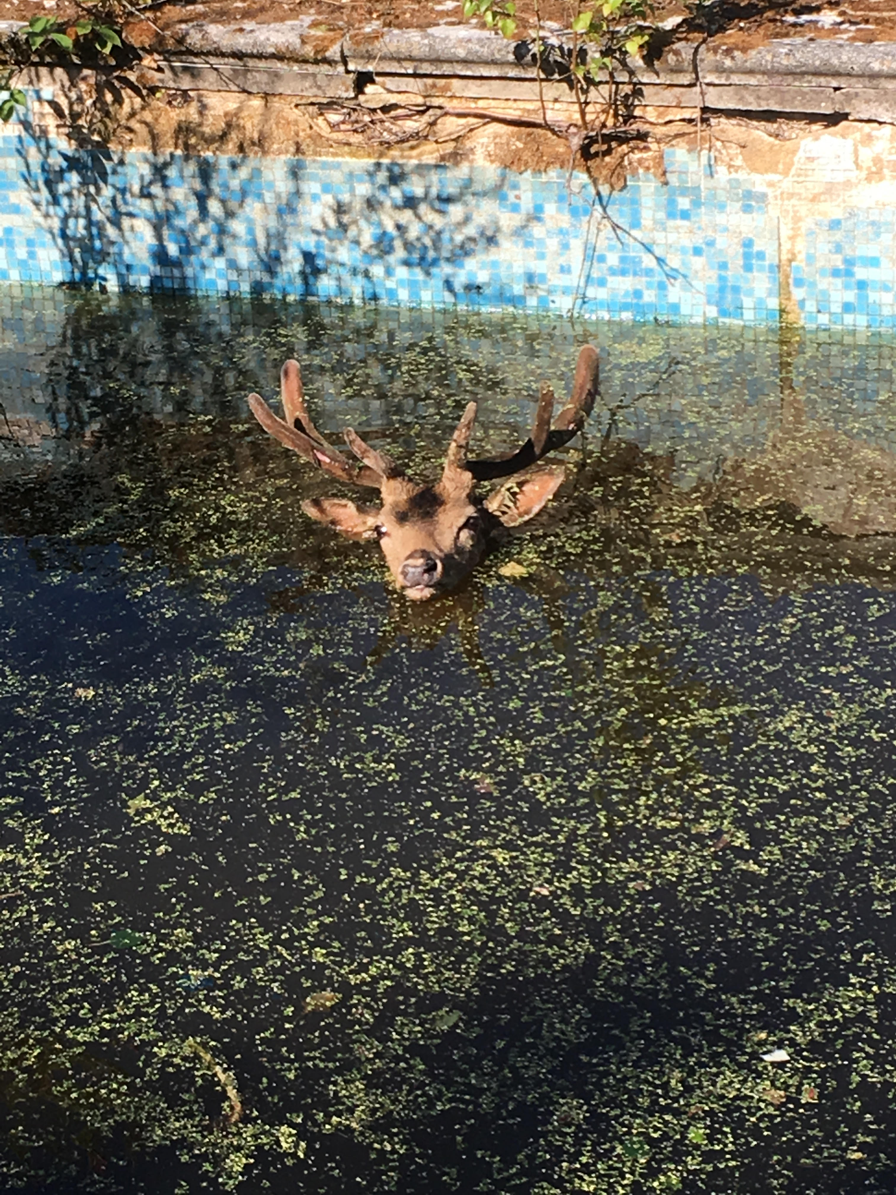 Stag spotted in disused pool rescued by RSPCA officers
