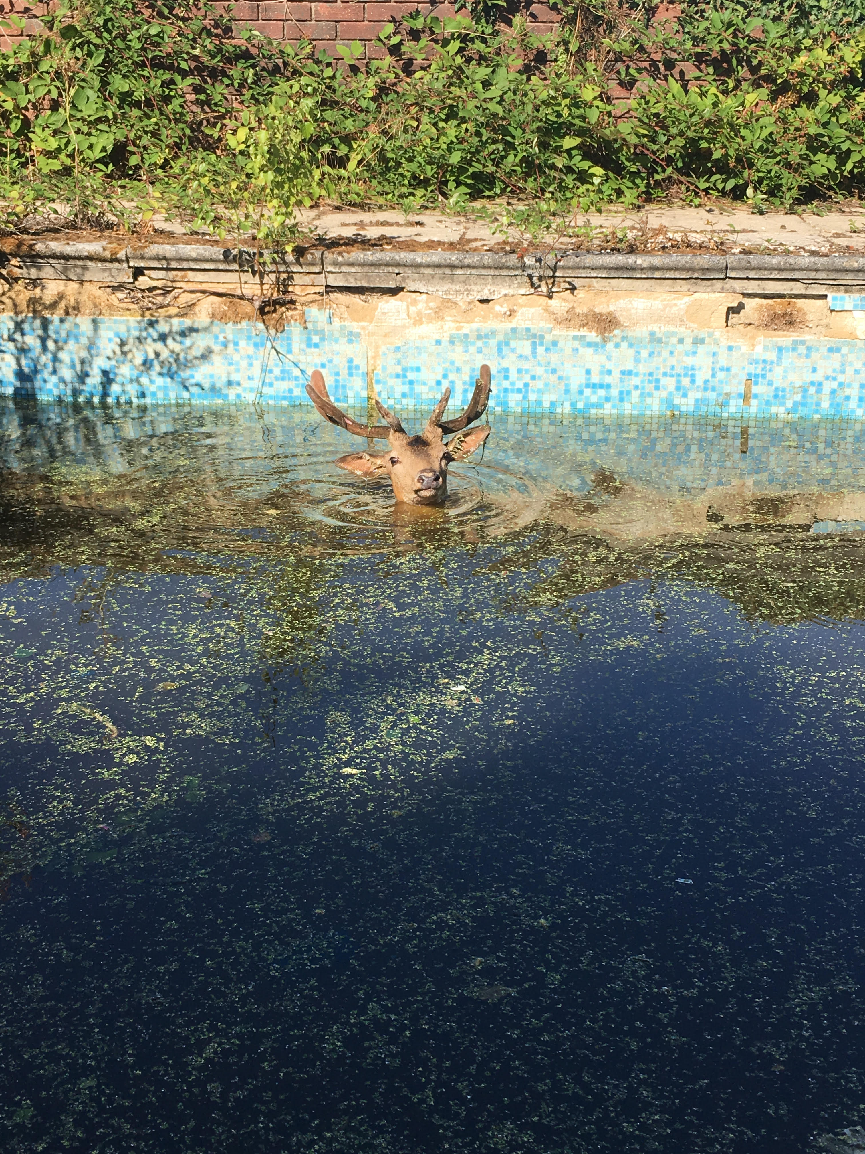 Stag spotted in disused pool rescued by RSPCA officers