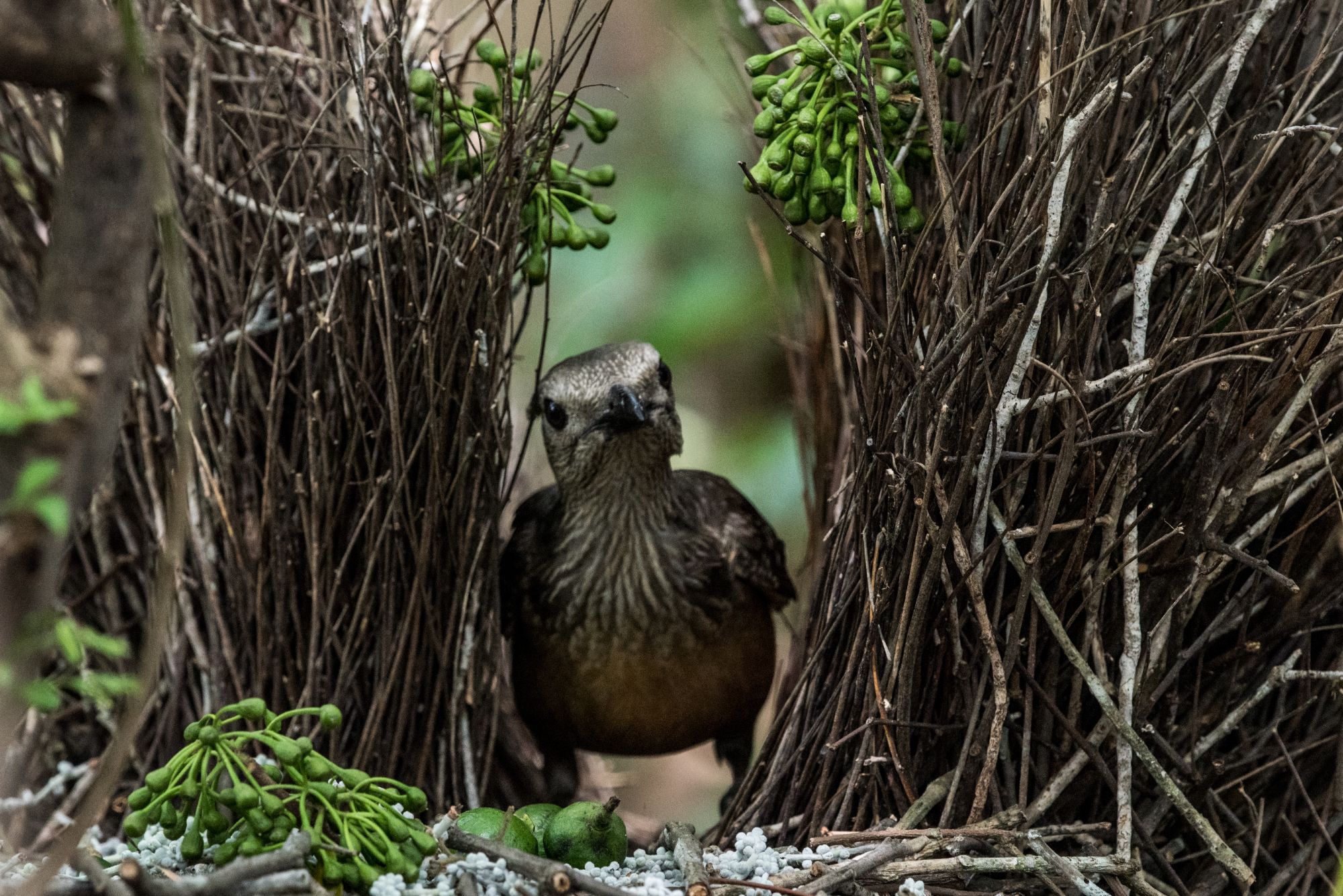 A bowerbird in his bower (Renato Granieri/PA)