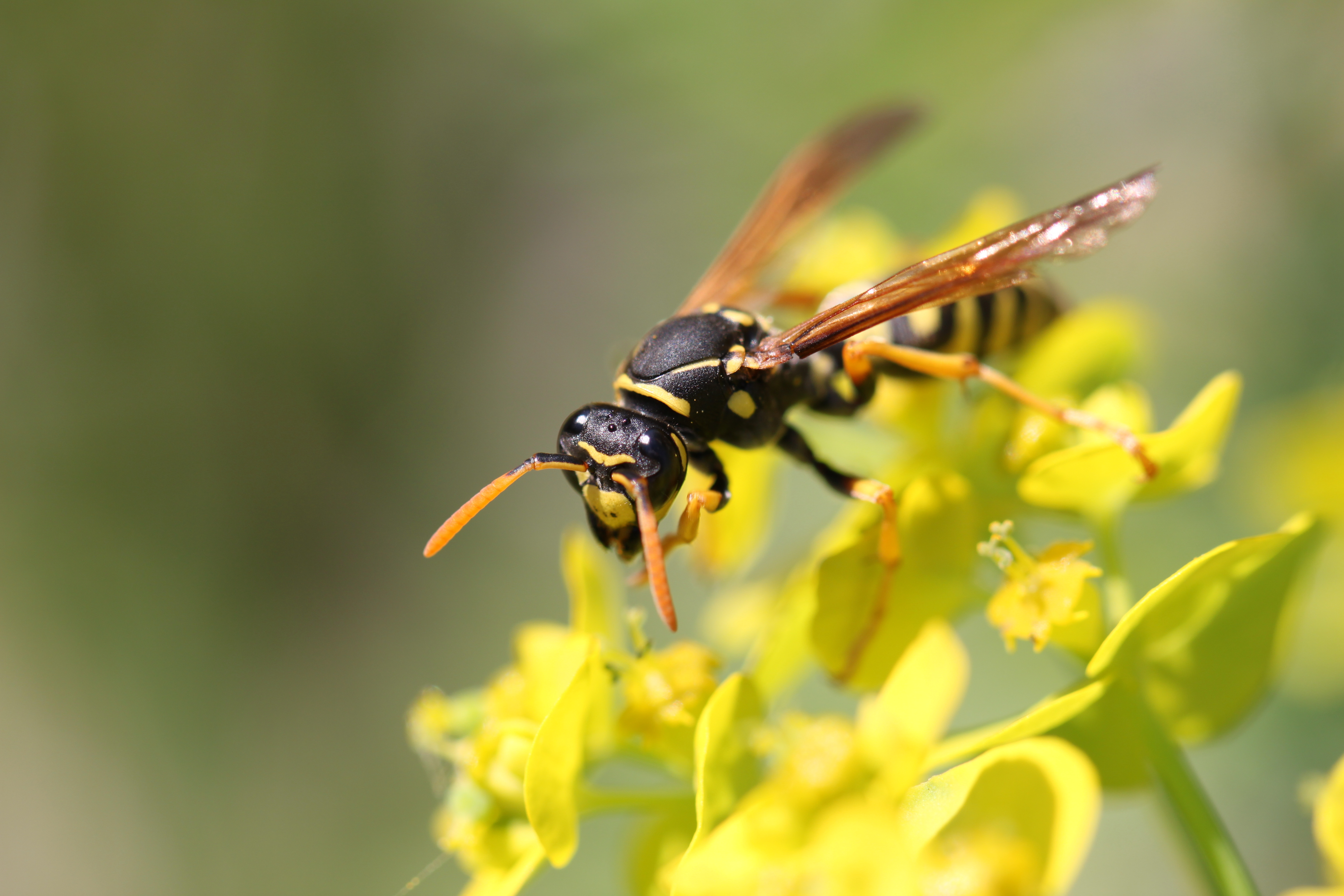 Wasps are good pollinators (Thinkstock/PA)