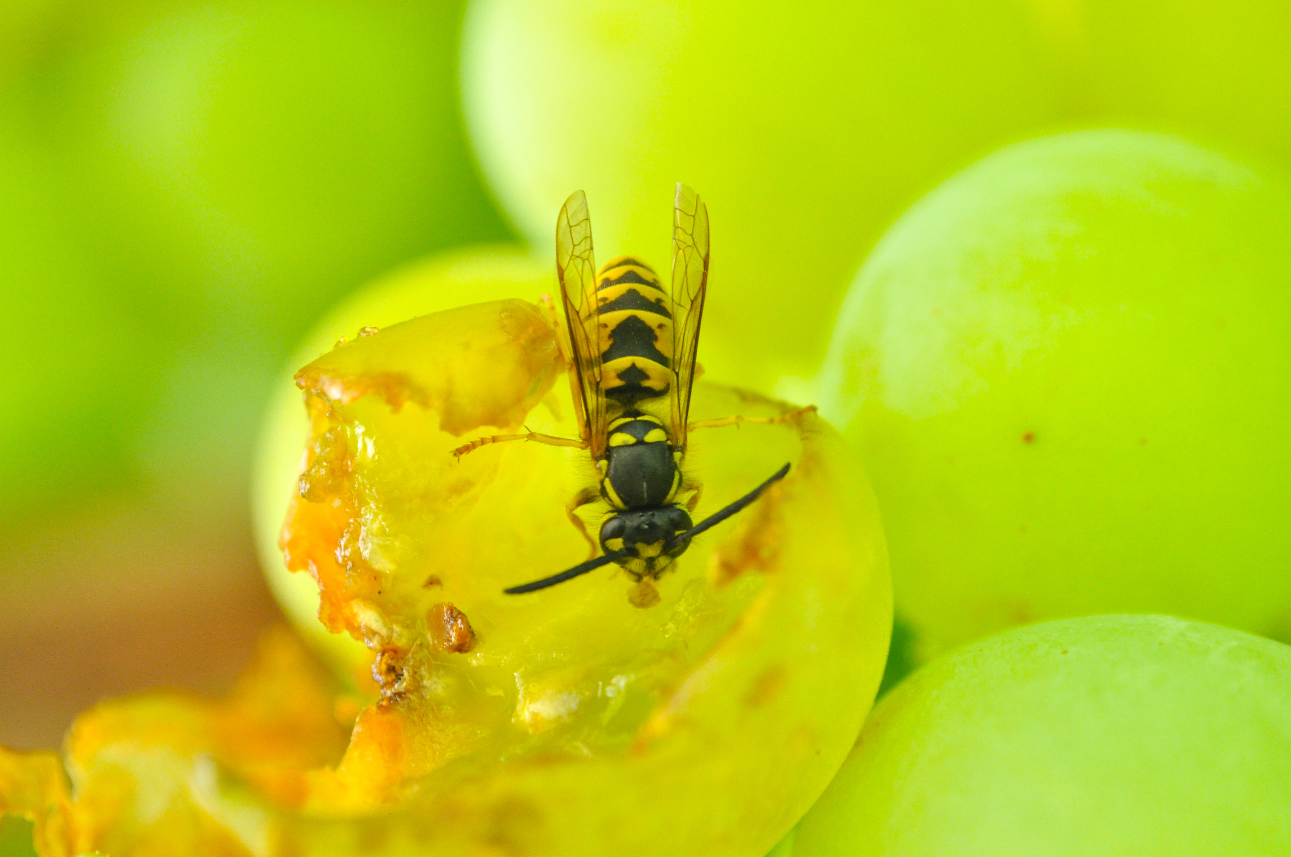 A wasp eating grapes (Thinkstock/PA)