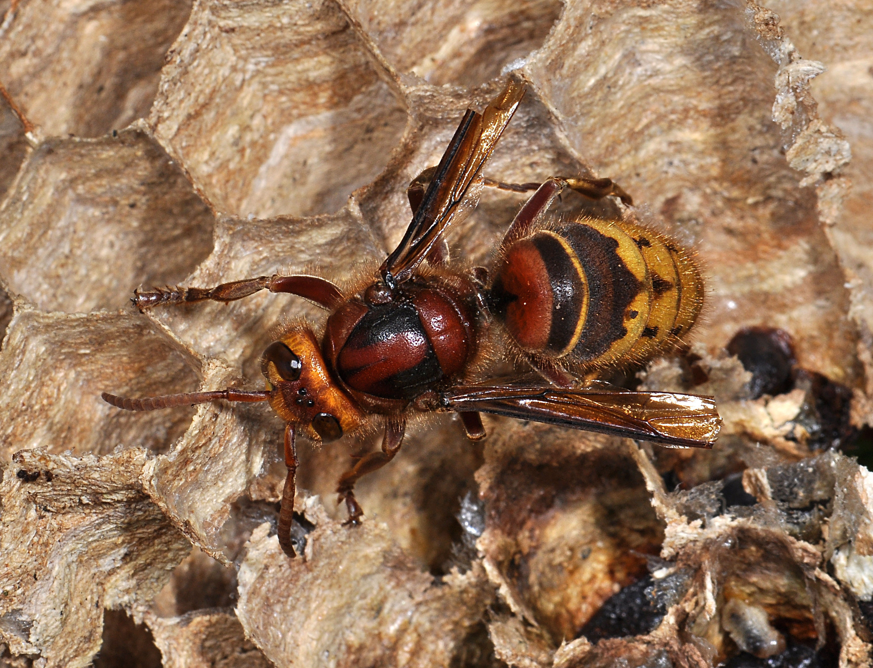 A native hornet, Vespa crabro, on its nest (Paul D Brock/PA)