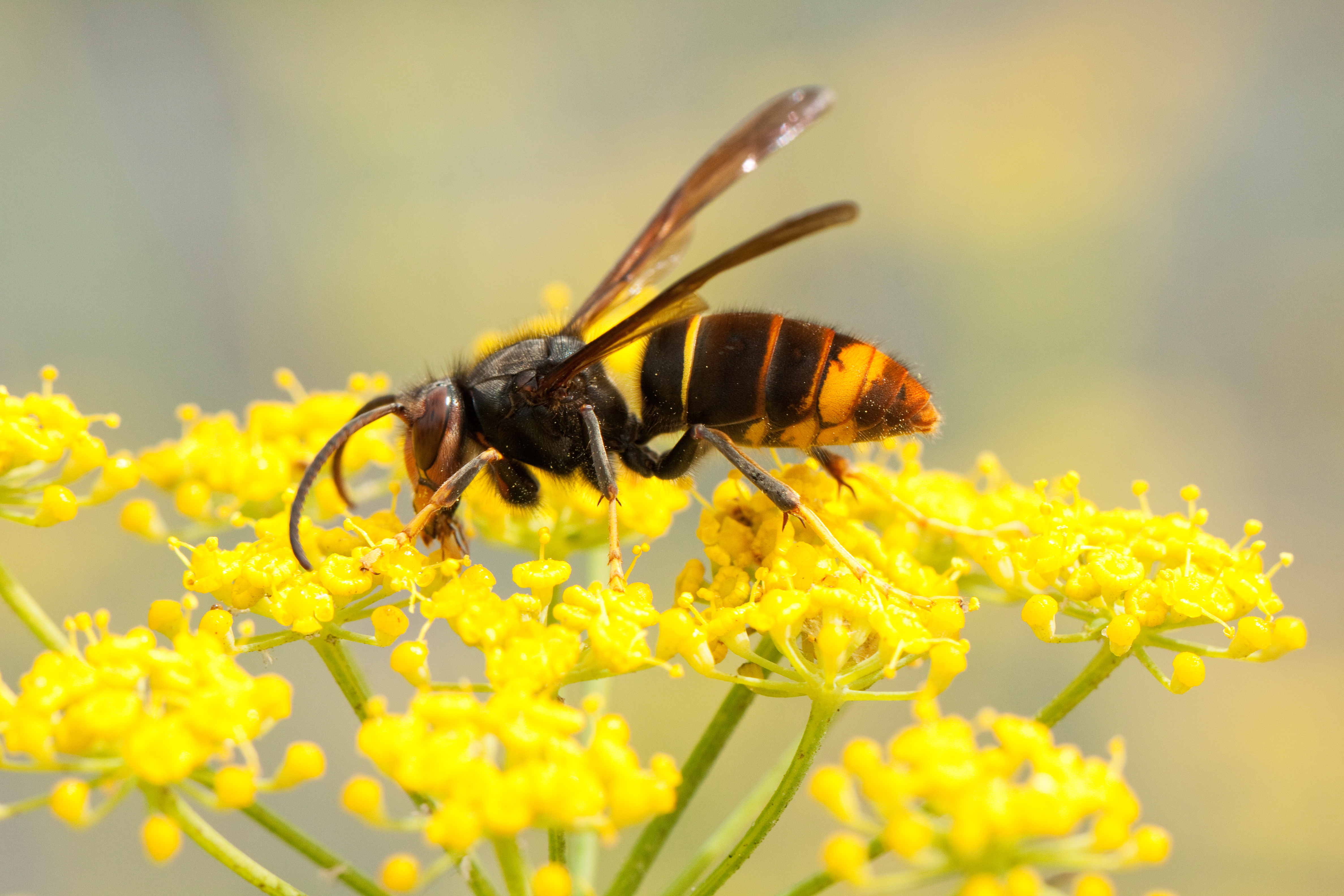 The Asian hornet, a non-native species (Thinkstock/PA)