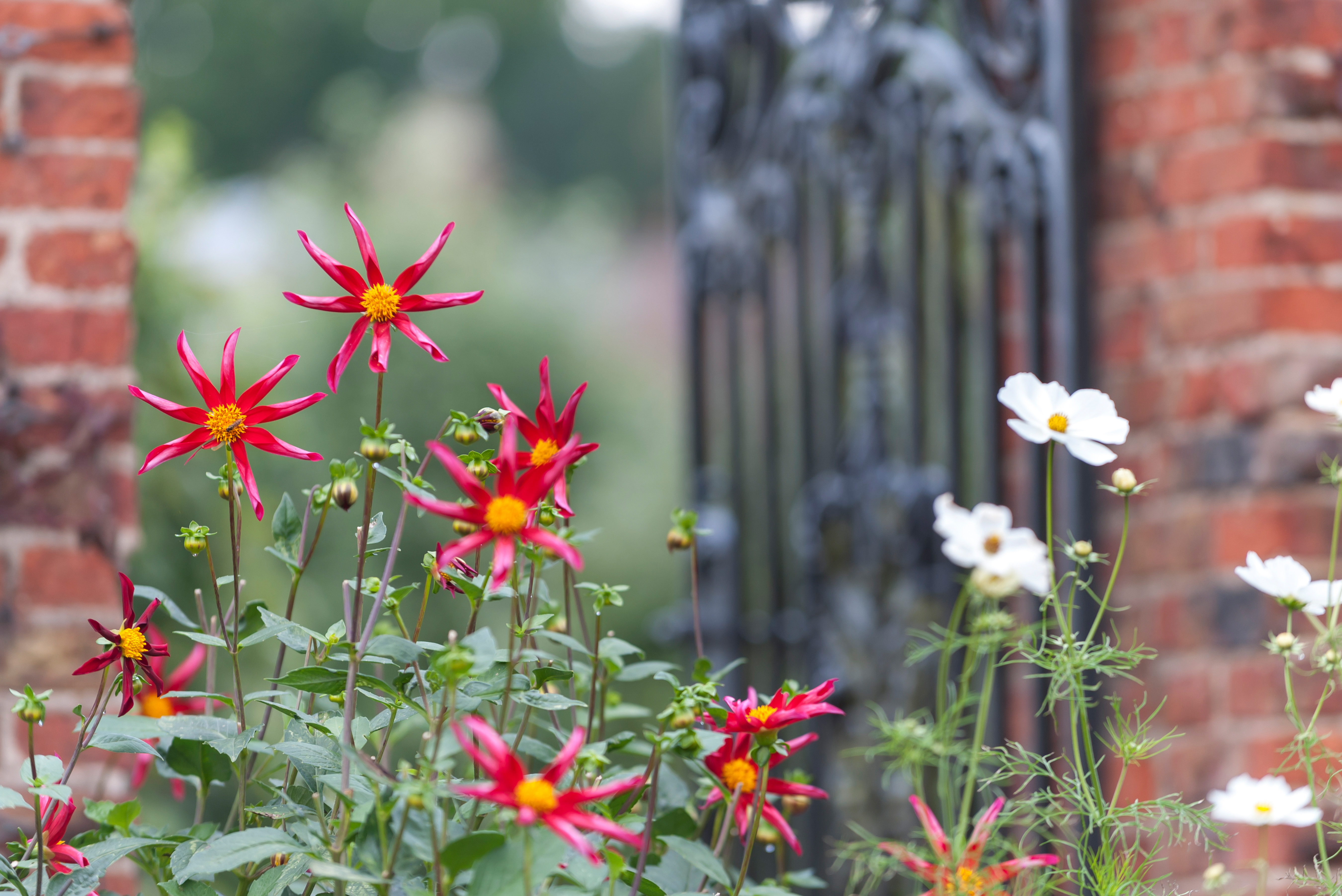Dahlia 'Honka Red' in the gardens at Beningbrough (Paul Harris/National Trust Images/PA)