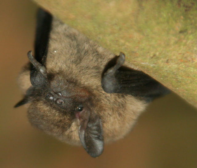 Common pipistrelle bat