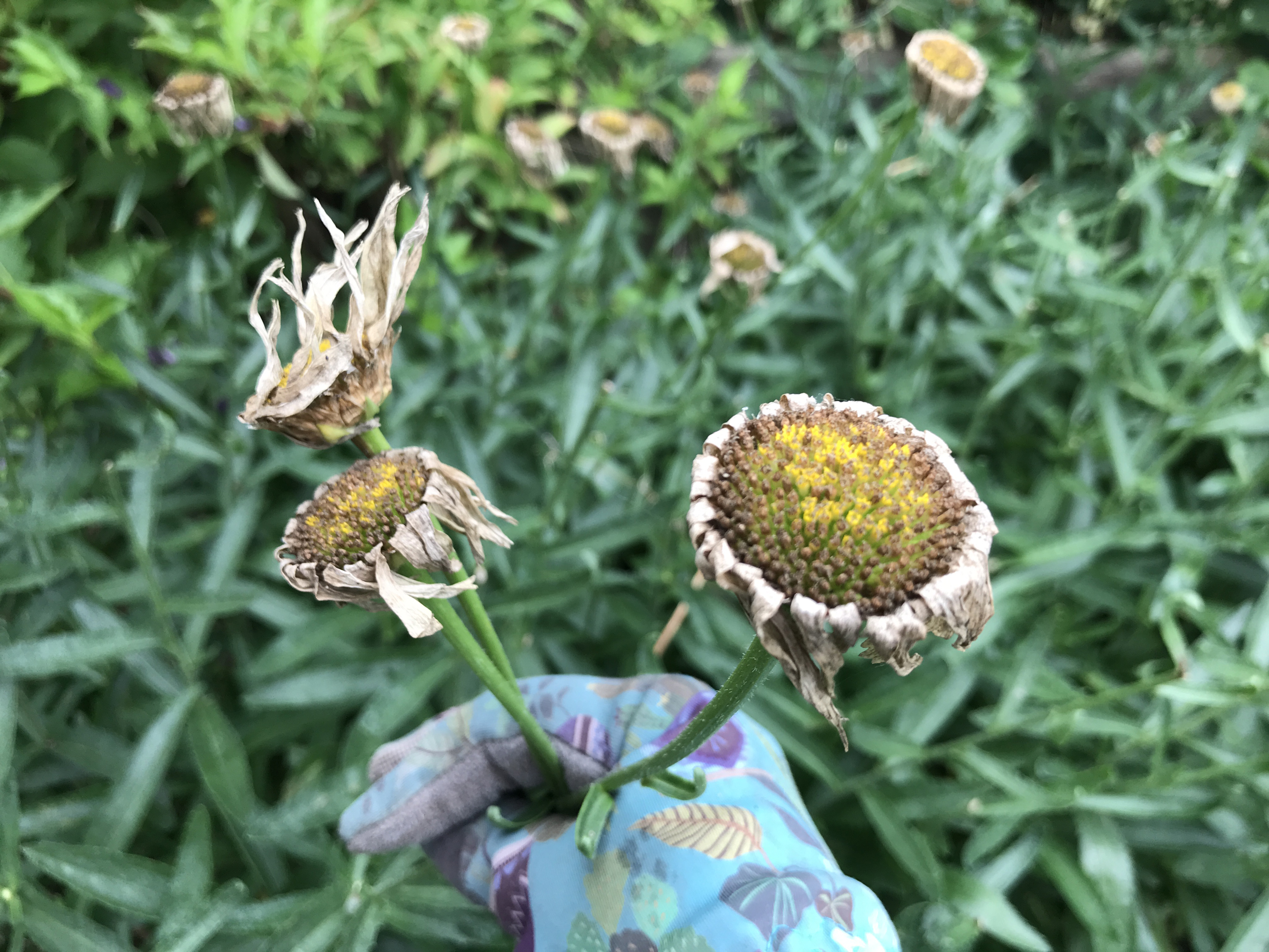Cut back perennial Michaelmas daisies, which will return next year (Hannah Stephenson/PA)