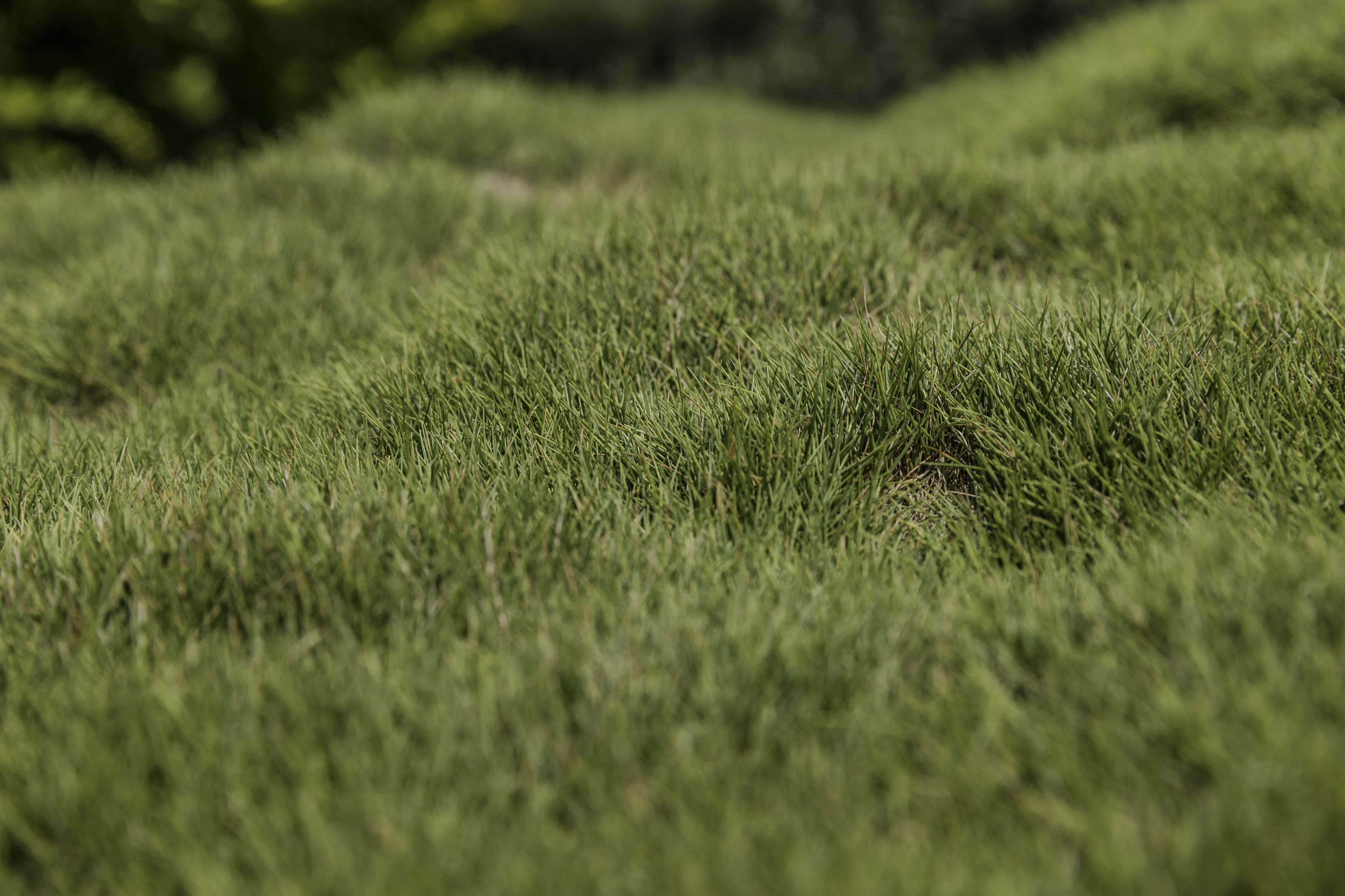 If the grass has started to grow, mow it with the blades high (Thinkstock/PA)
