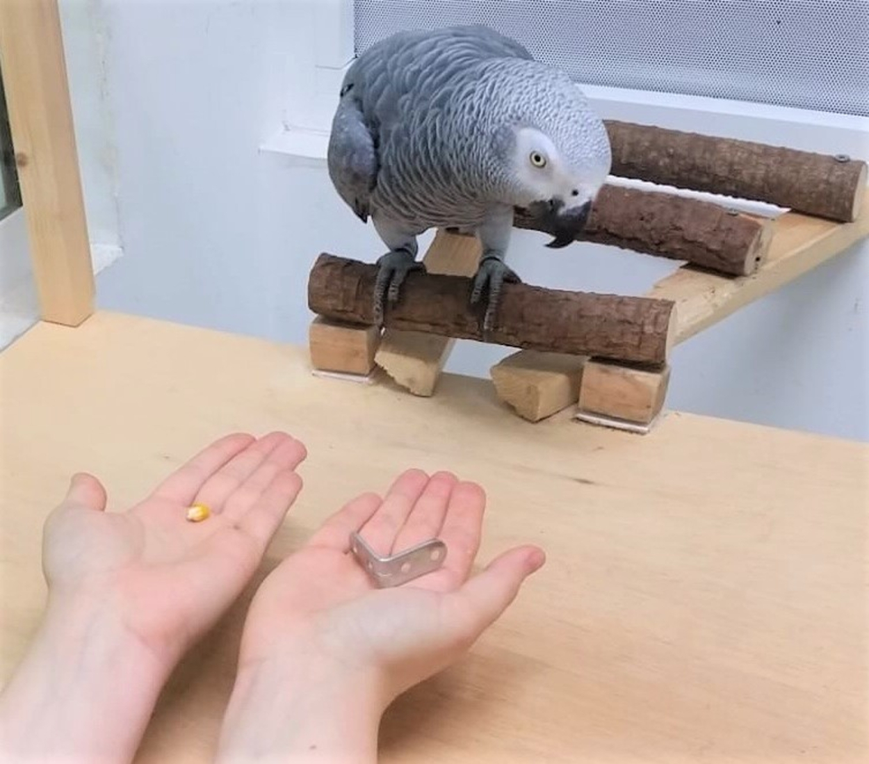 African grey