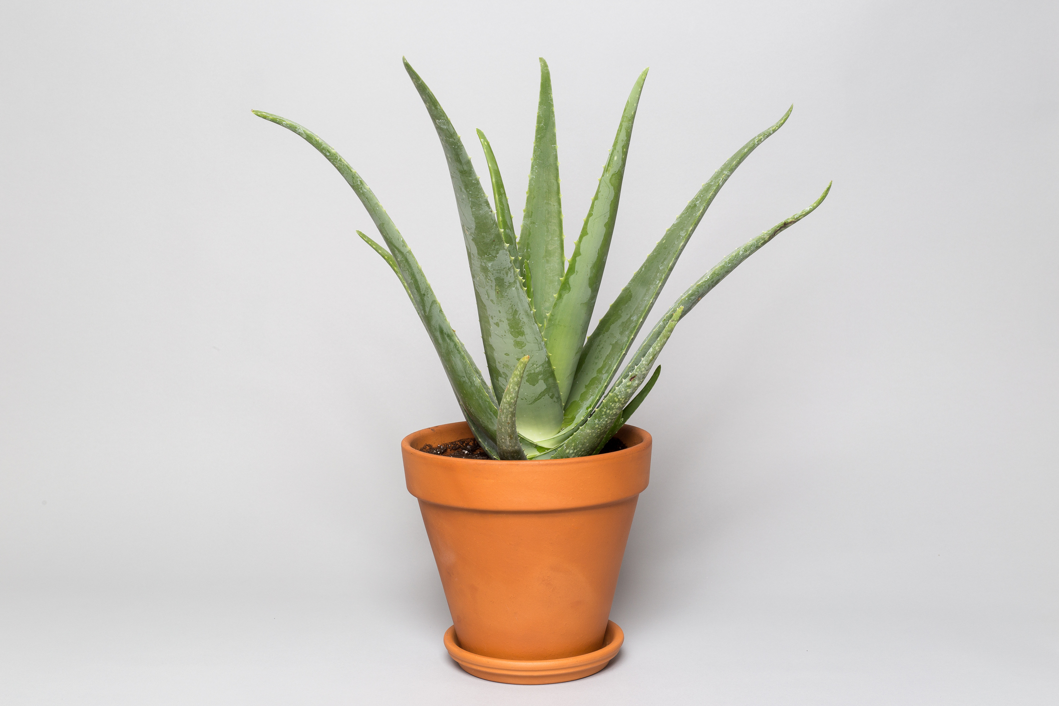 Aloe Vera Plant in a Clay Pot on a gray background
