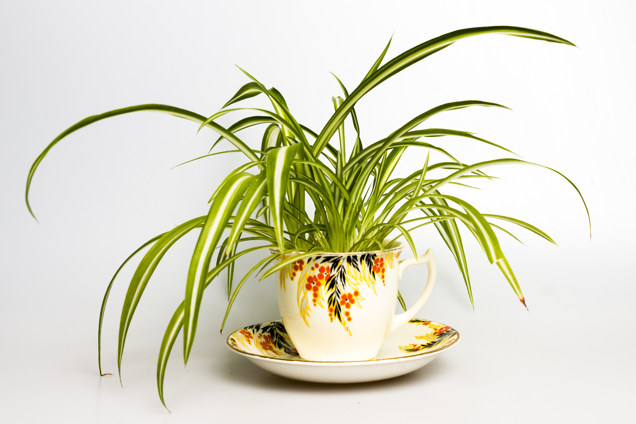 Amazing spider plant in retro tea cup